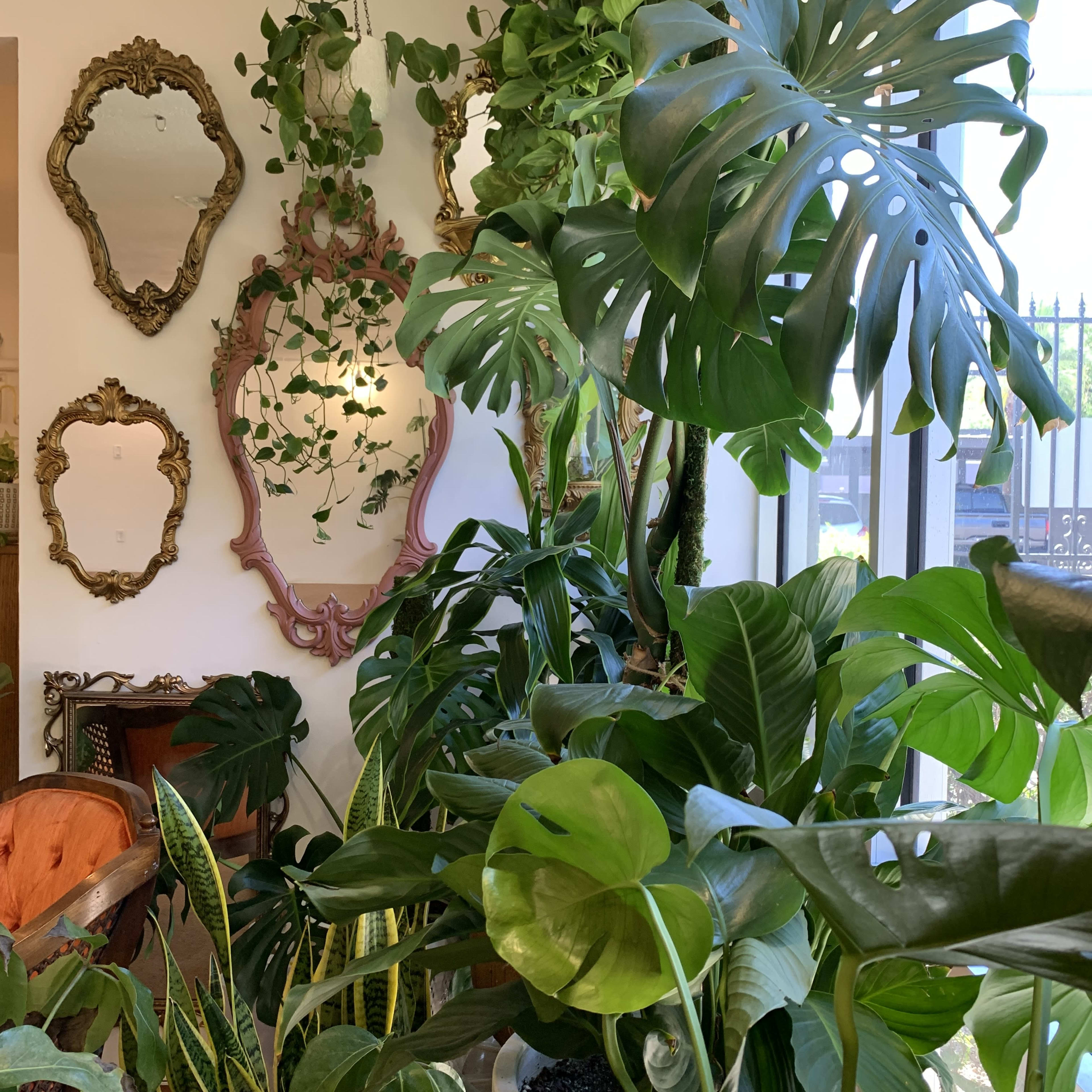 A room filled with various indoor plants alongside decorative mirrors on the wall.