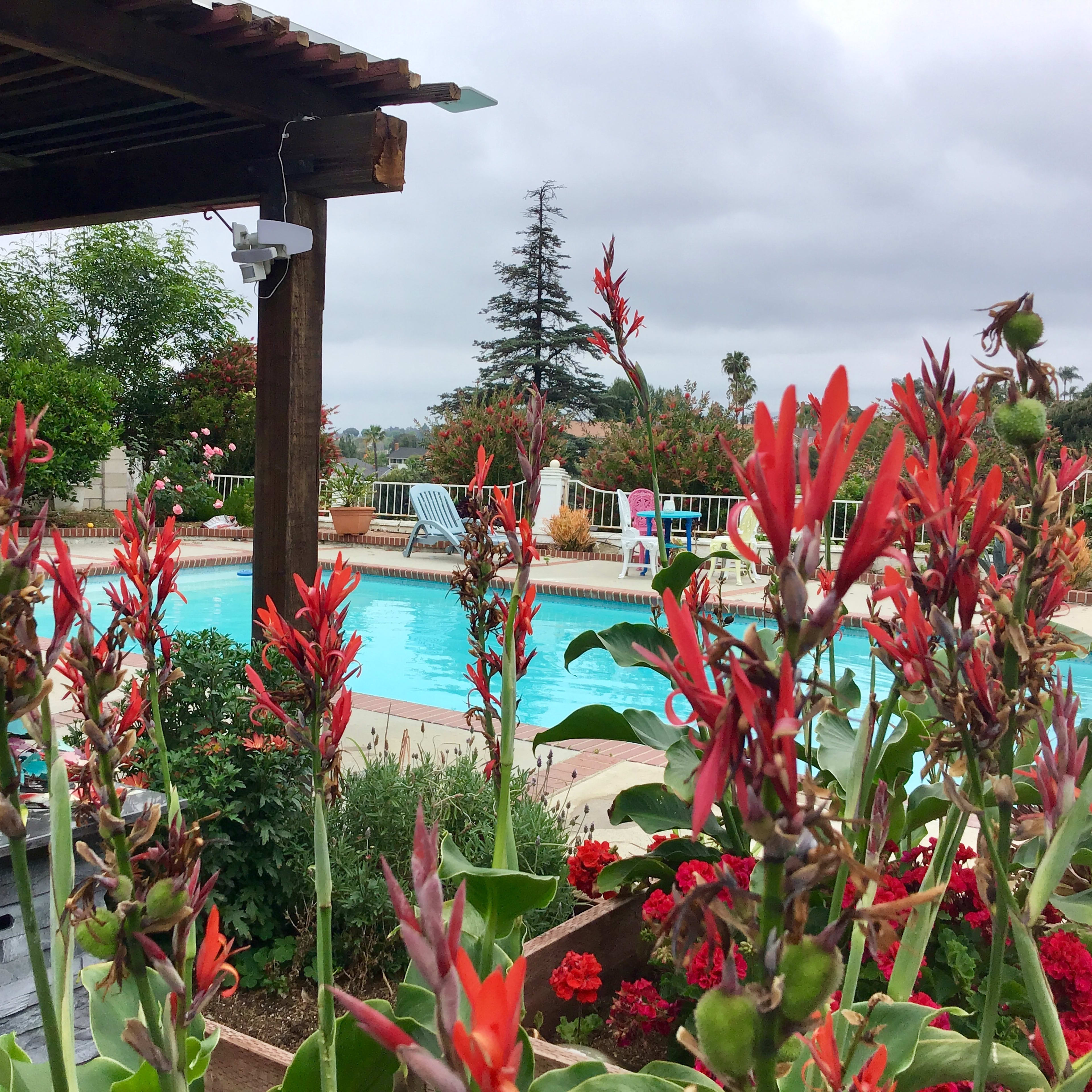 A swimming pool surrounded by flowering plants and a wooden pergola, with a cloudy sky in the background.