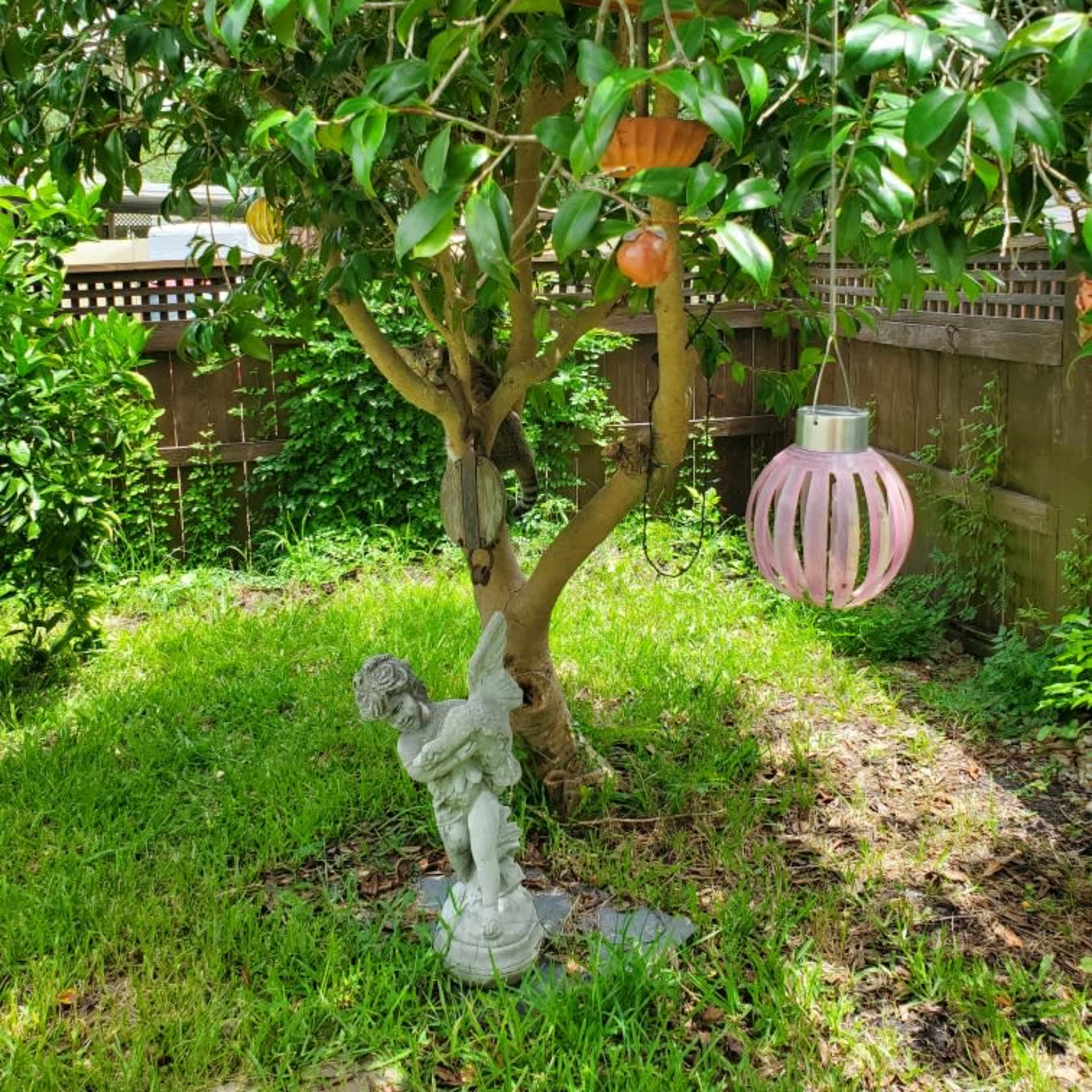 A small tree in a backyard features a decorative lantern hanging from its branches and a statue of a figure at its base.