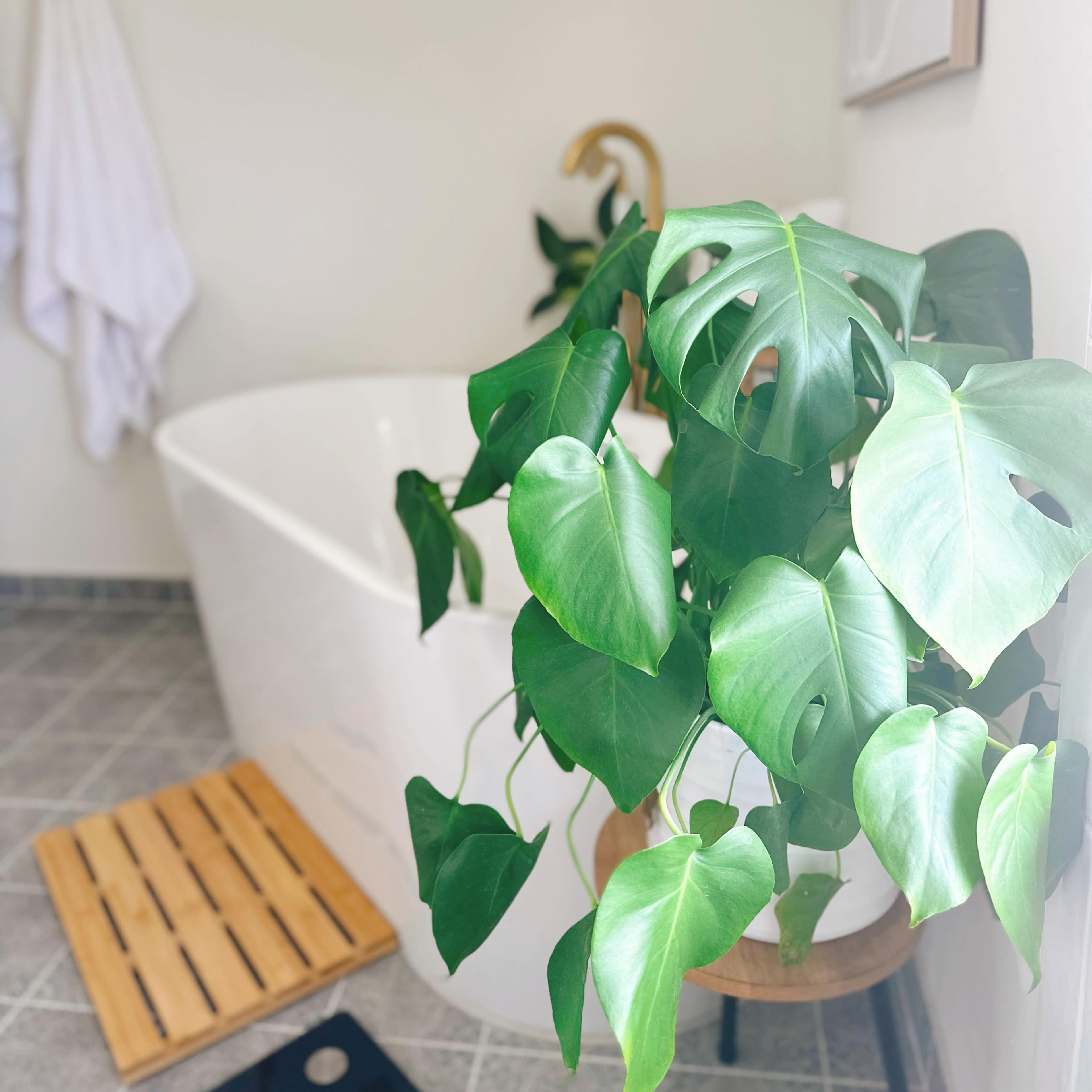 A large potted plant sits beside a freestanding bathtub in a bathroom with a wooden bath mat and white towels hanging on the wall.
