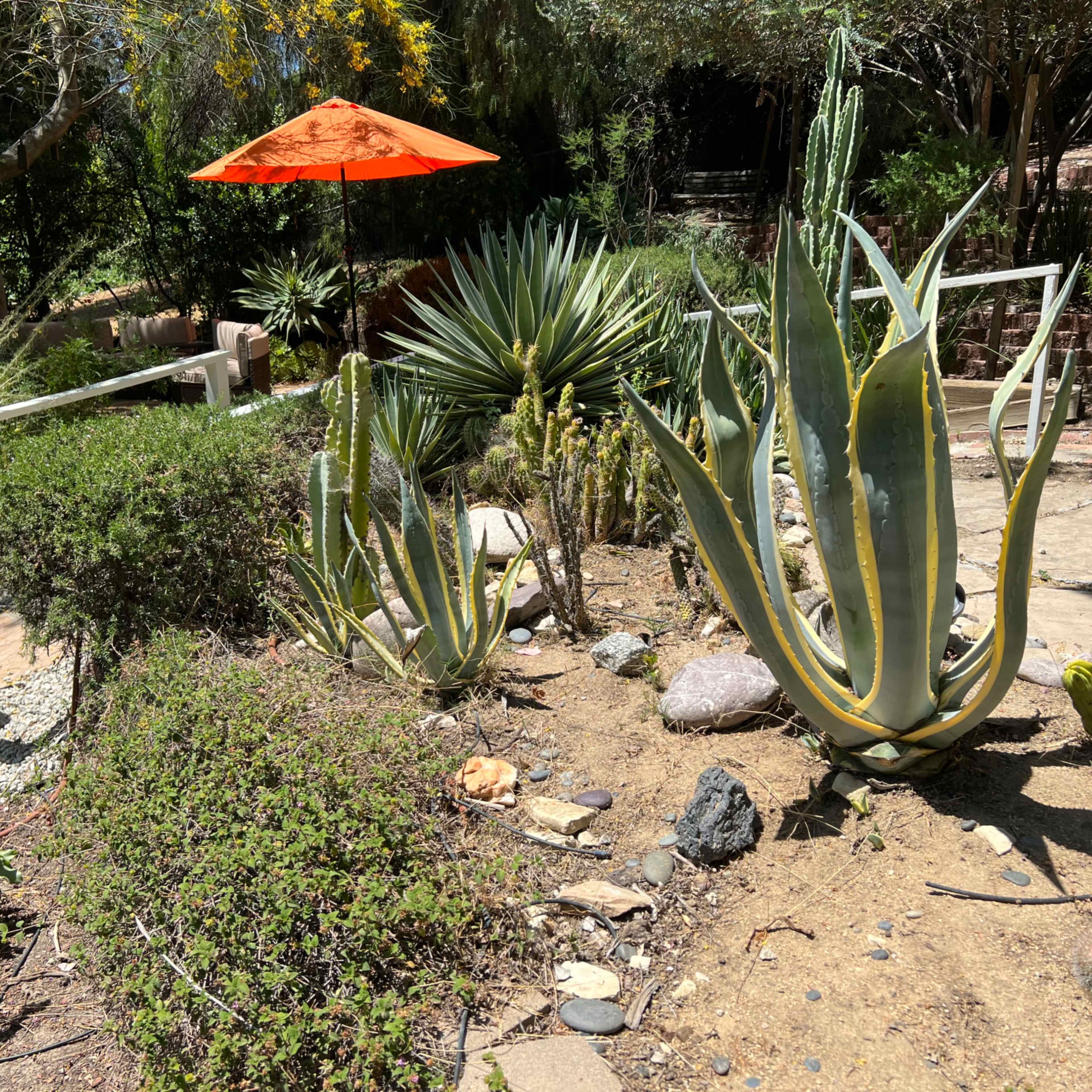 A garden landscape features various succulents and cacti, highlighted by an orange umbrella.