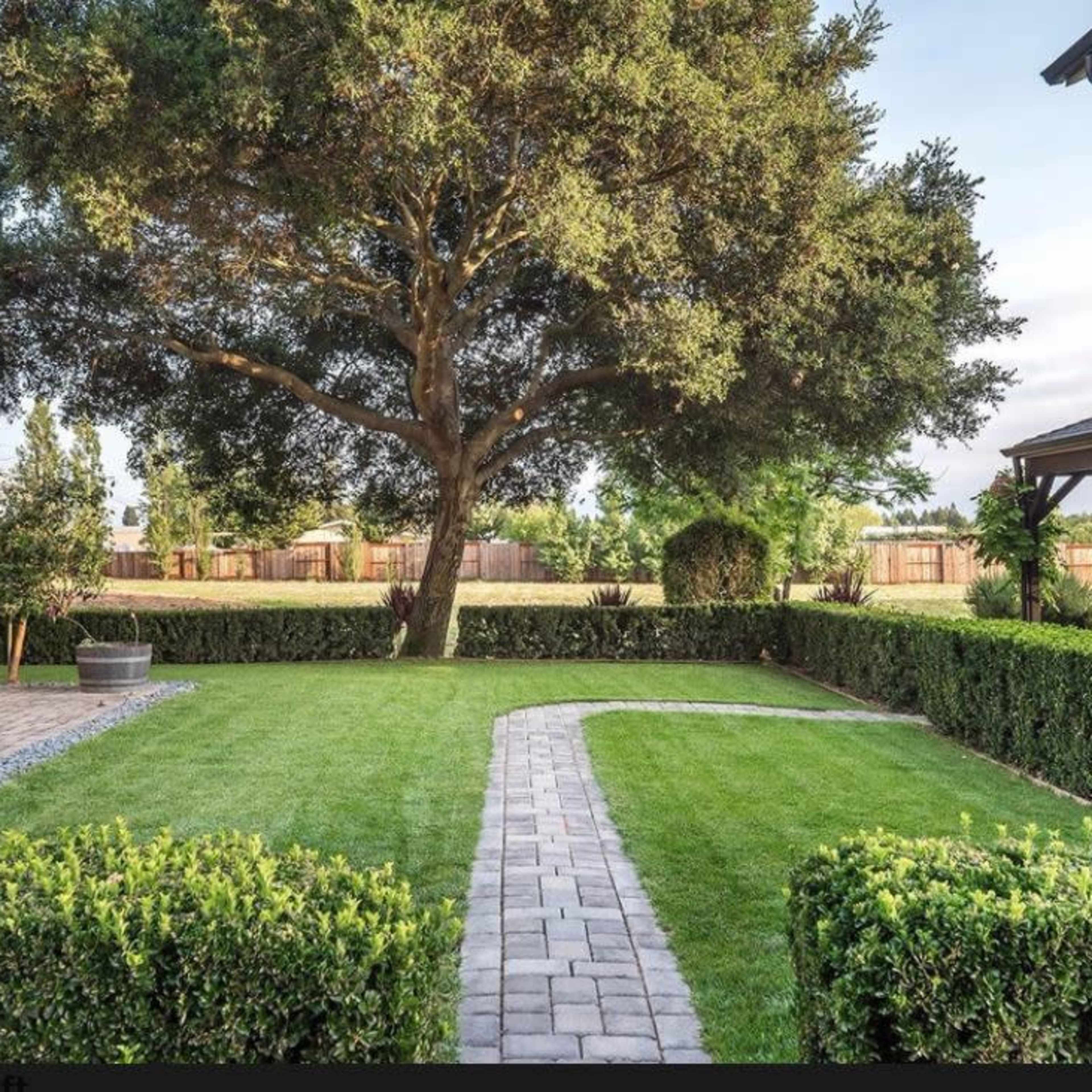 A landscaped yard with a large tree and a curving stone pathway bordered by trimmed hedges.