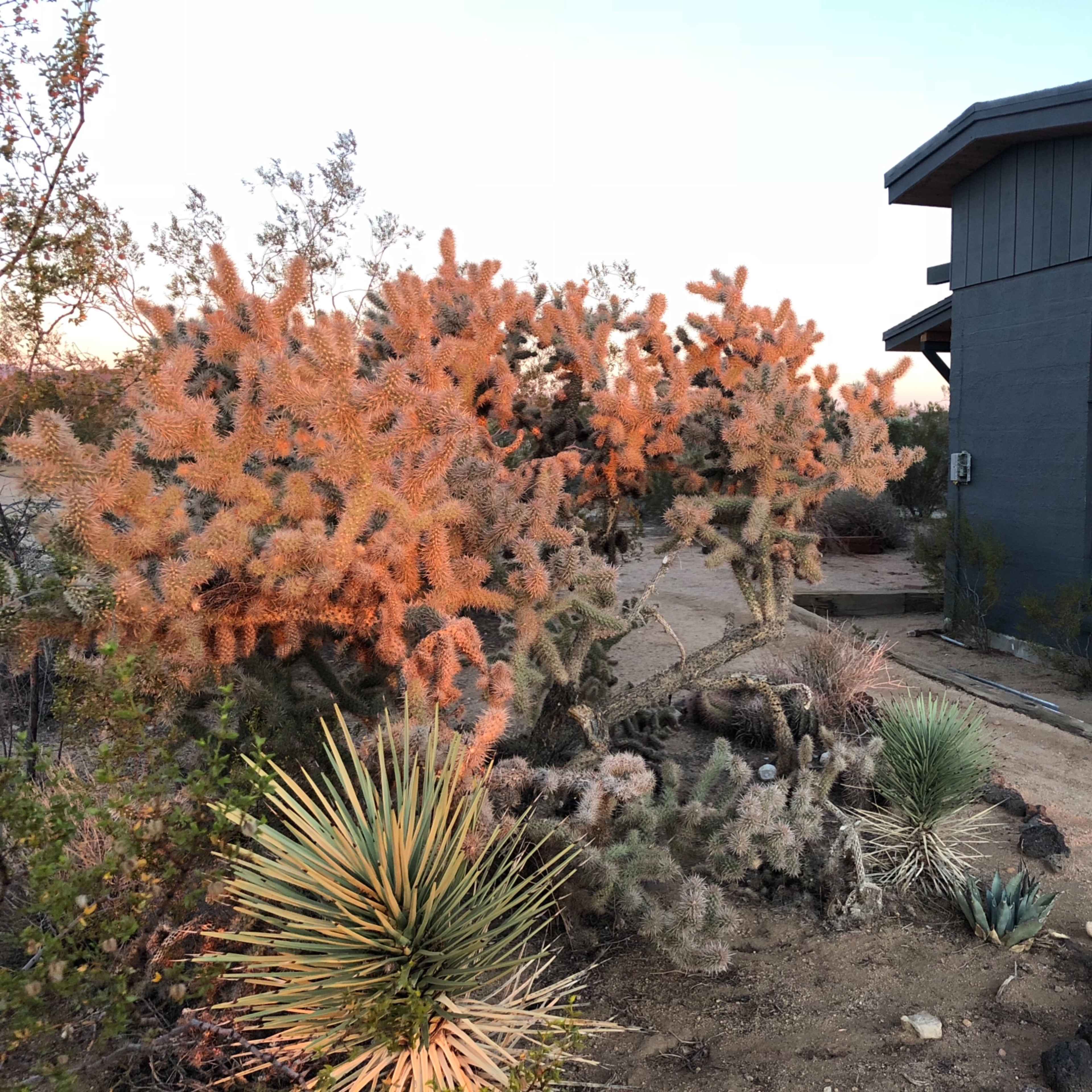 A cluster of cacti in varying shapes and colors is seen in front of a modern building with large windows.