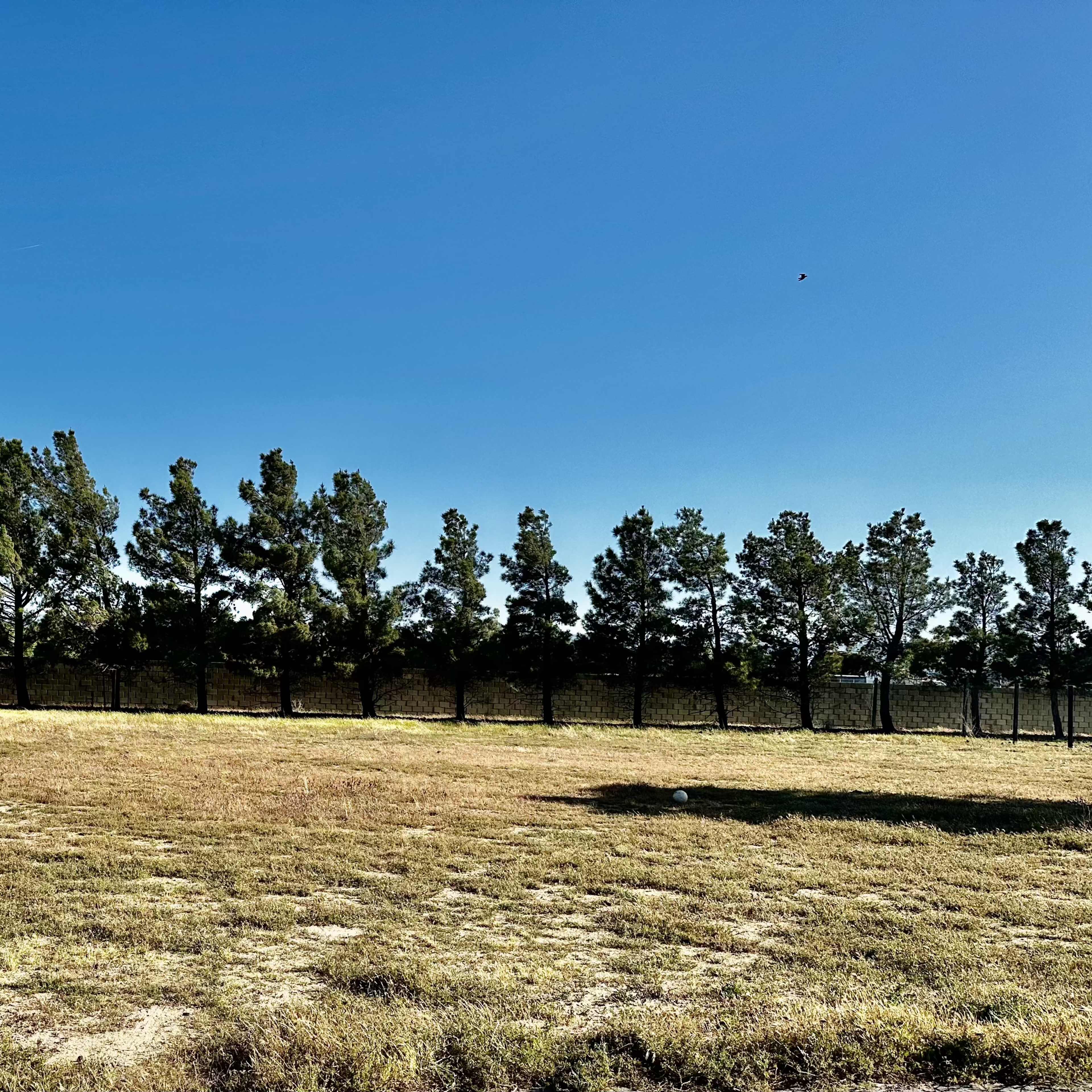 An open field with dry grass and a line of tall trees against a clear blue sky.