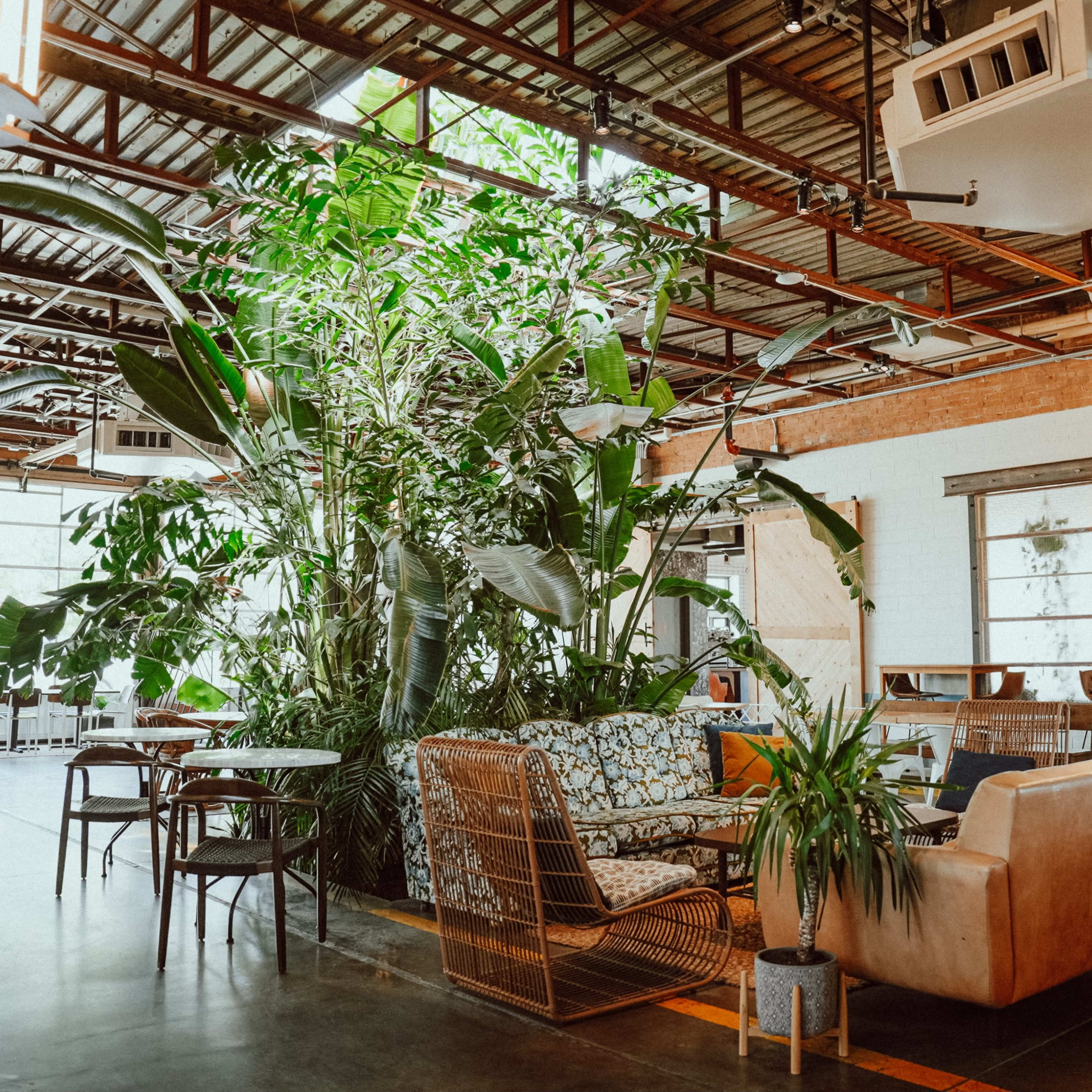 A spacious café with large plants, comfortable seating areas, and large windows providing natural light.