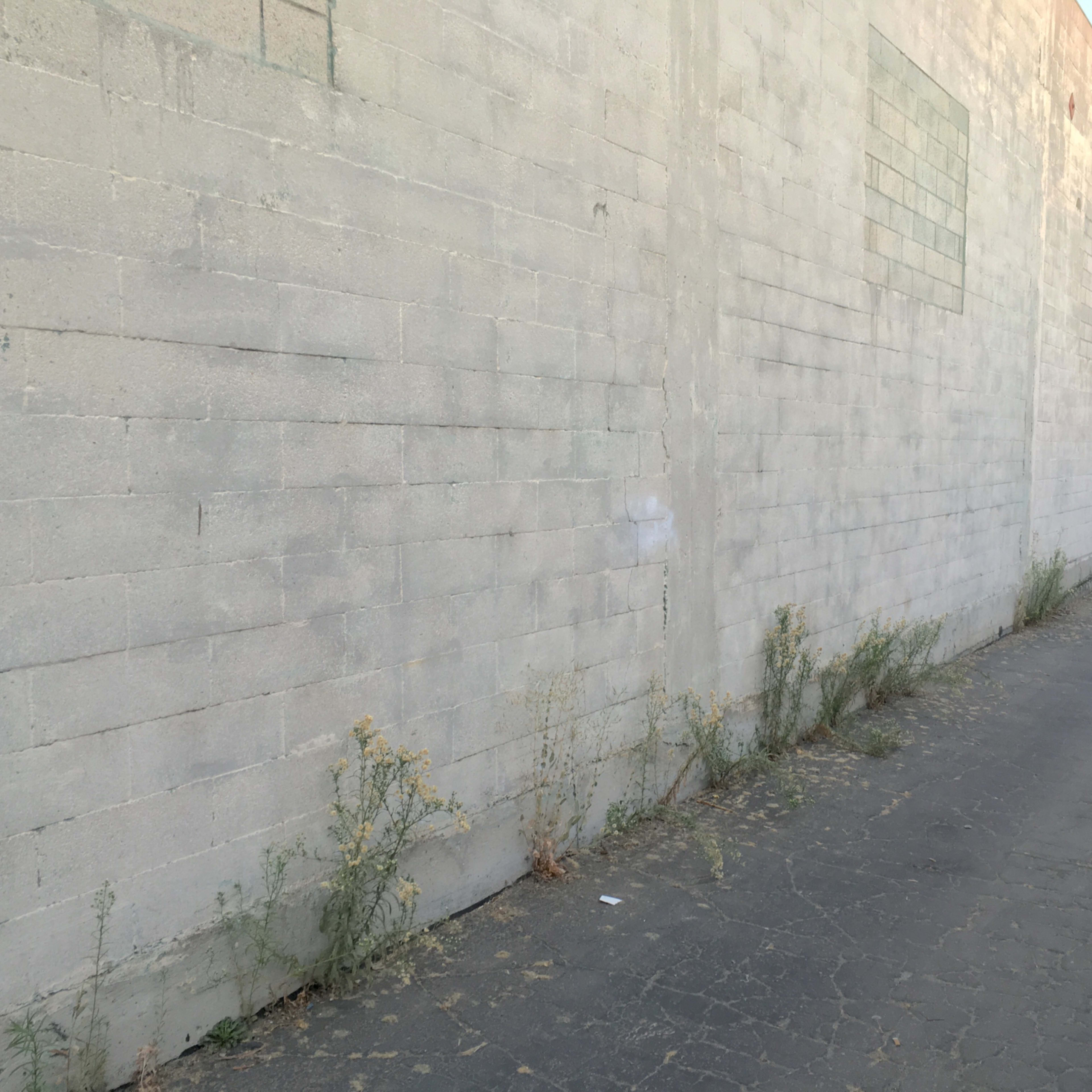 A vacant concrete wall runs alongside a narrow asphalt pathway overgrown with weeds.