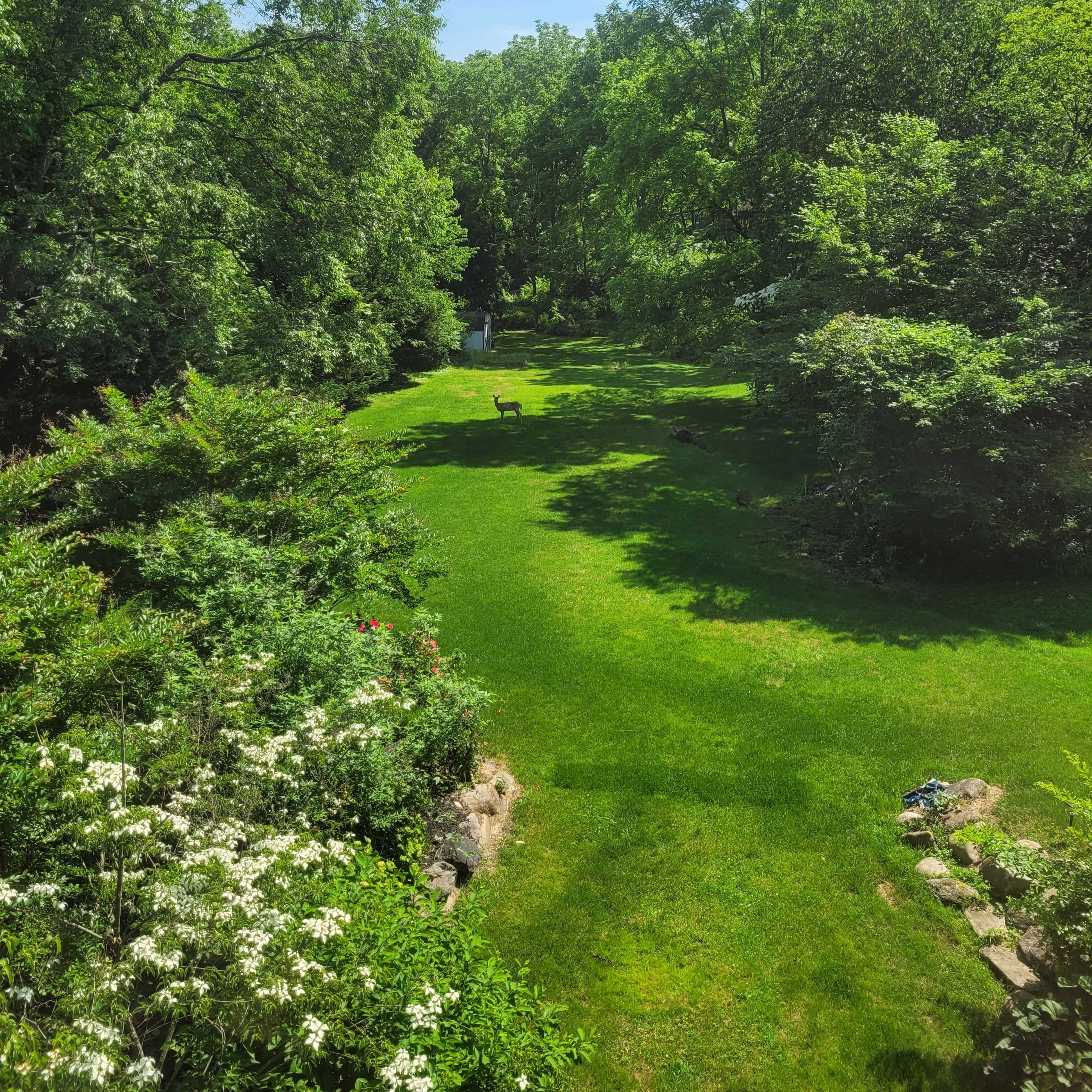 A spacious, green lawn bordered by trees and shrubs, with a solitary bench visible in the distance.