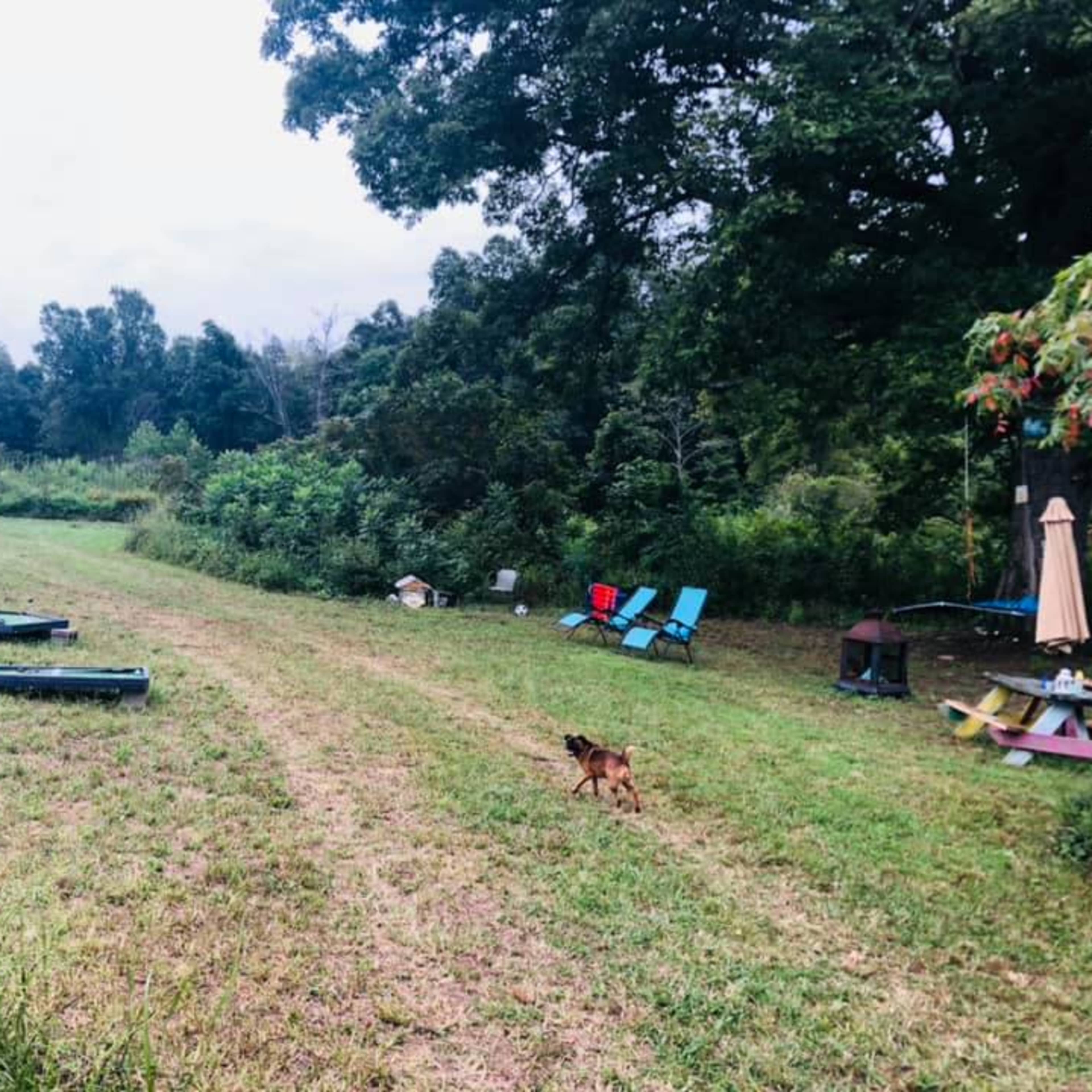 A dog runs through a grassy area with scattered lounge chairs and camping equipment under a cloudy sky.