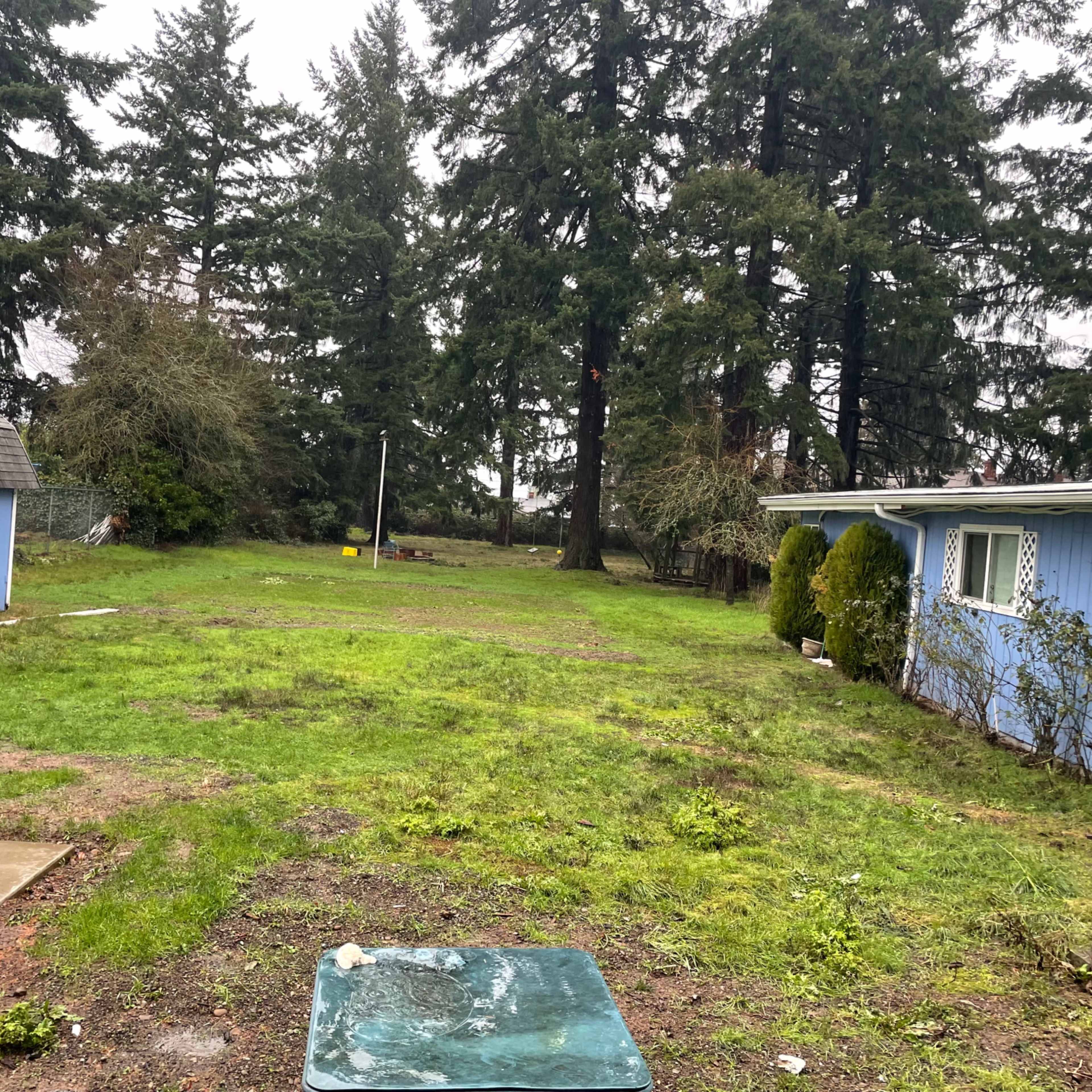 A grassy area between two blue houses, surrounded by tall trees, with a cloudy sky overhead.