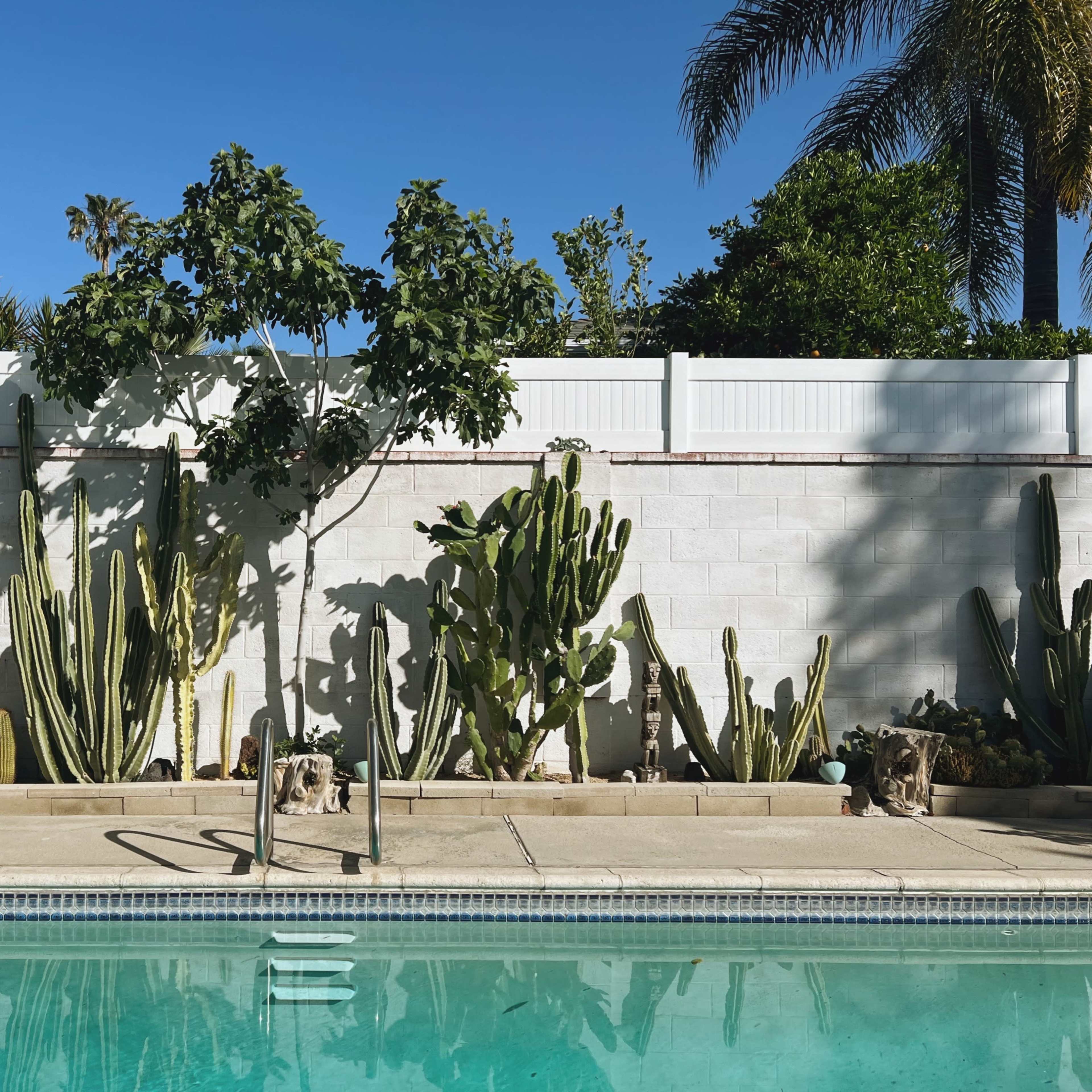 A swimming pool reflects the clear blue sky, surrounded by various cacti and a white wall with tall trees in the background.
