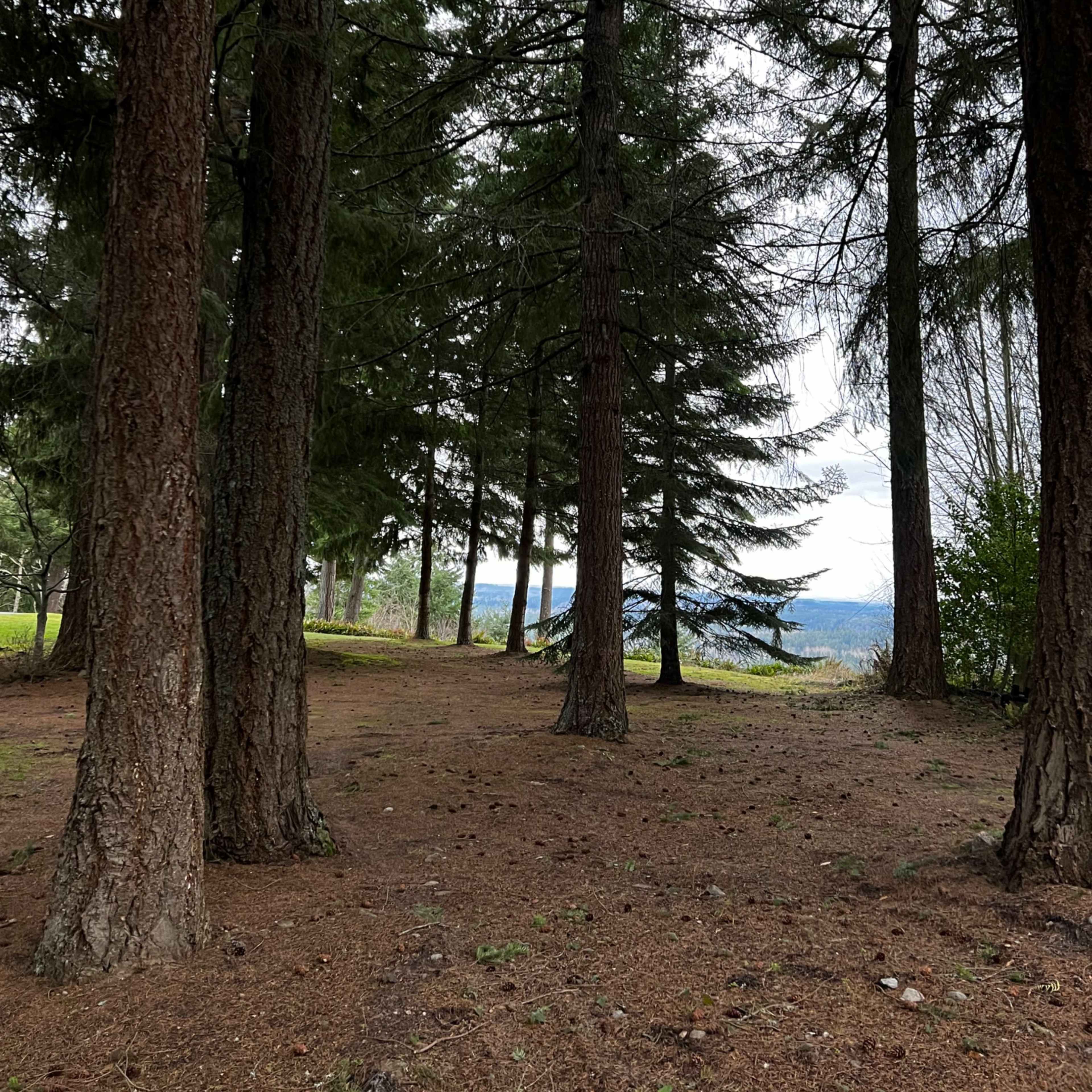 A view of a forested area with tall trees and a clearing leading to distant hills.