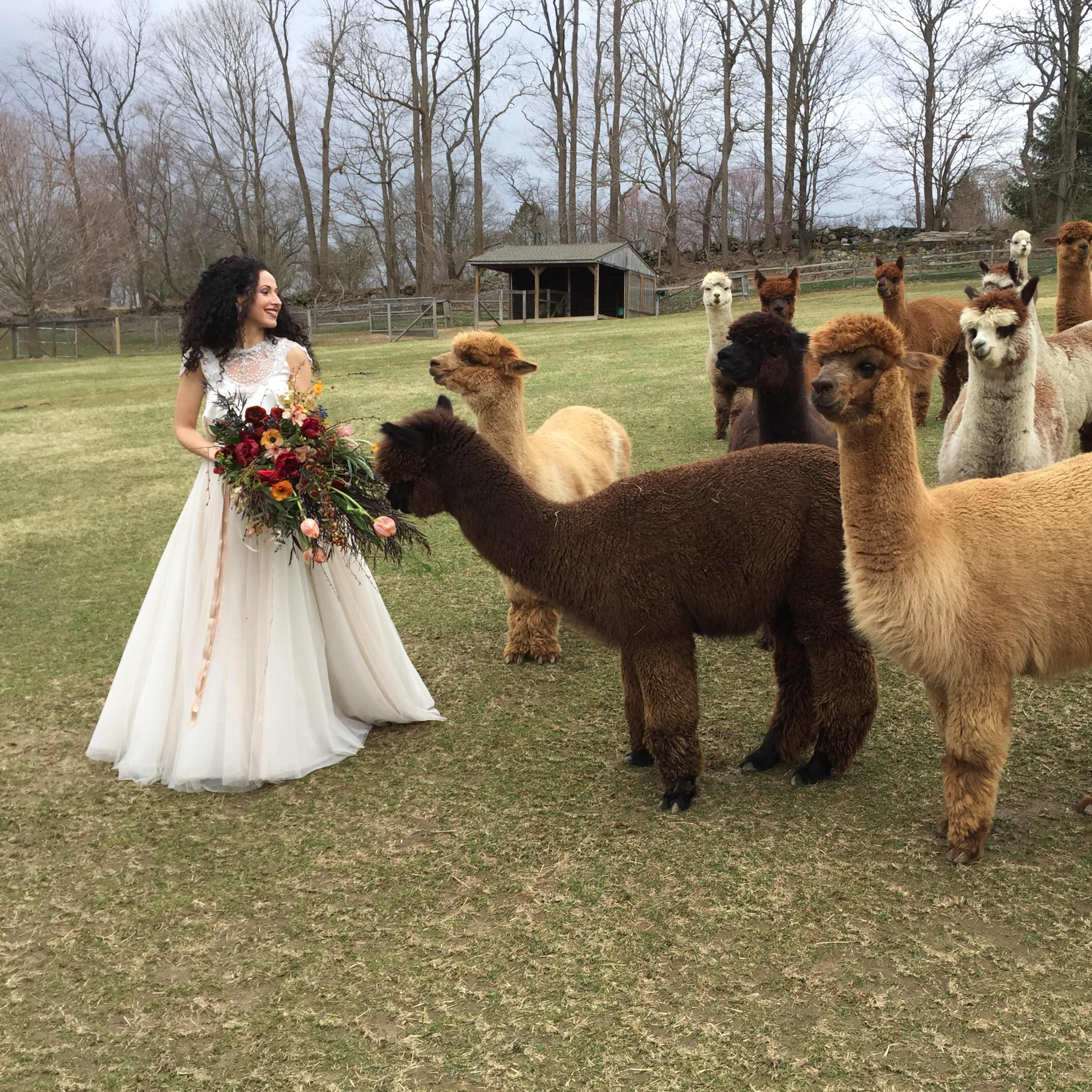 A woman in a white dress stands in a grassy field surrounded by several alpacas while holding a bouquet of flowers.
