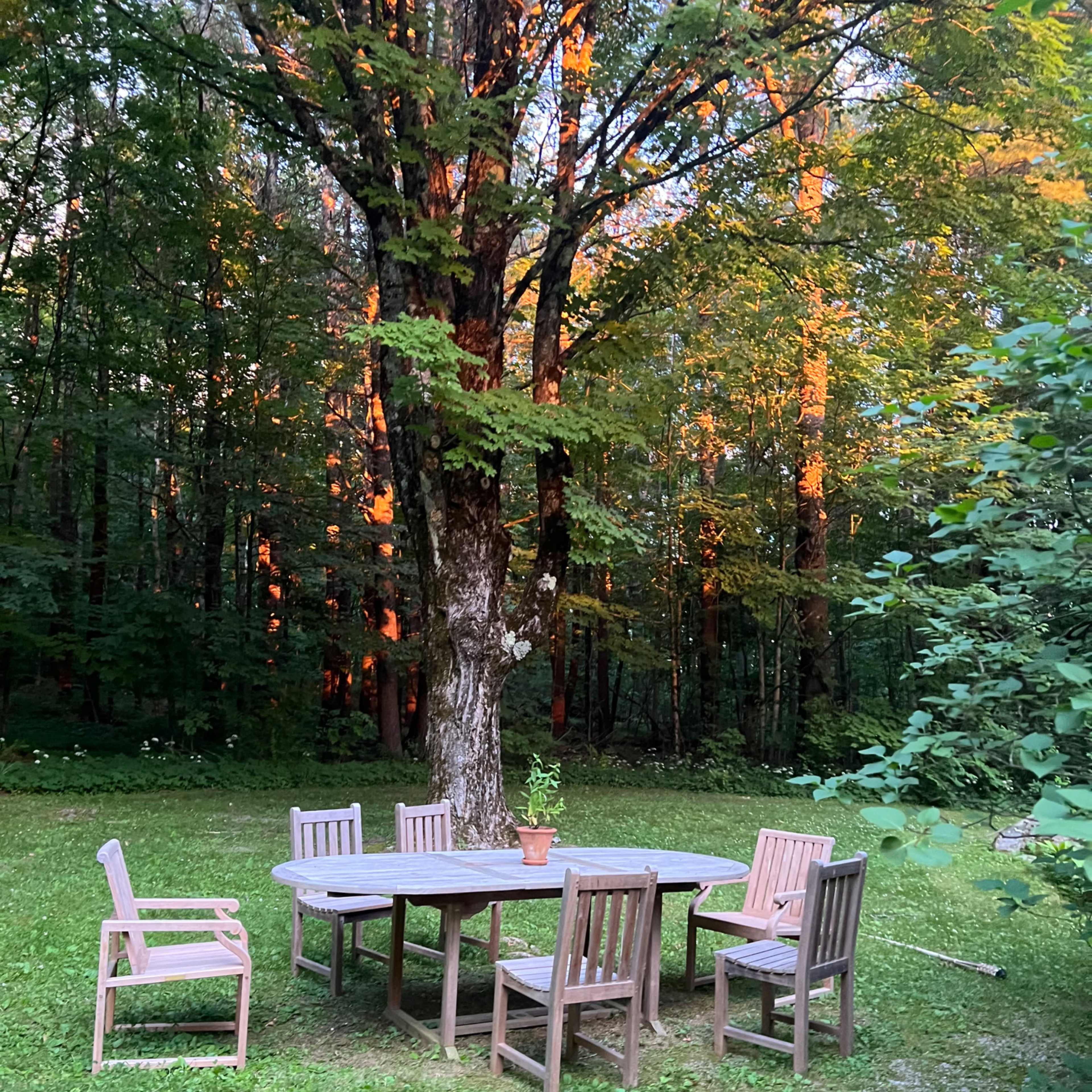 A wooden table surrounded by six chairs sits on green grass under a large tree in a wooded area.