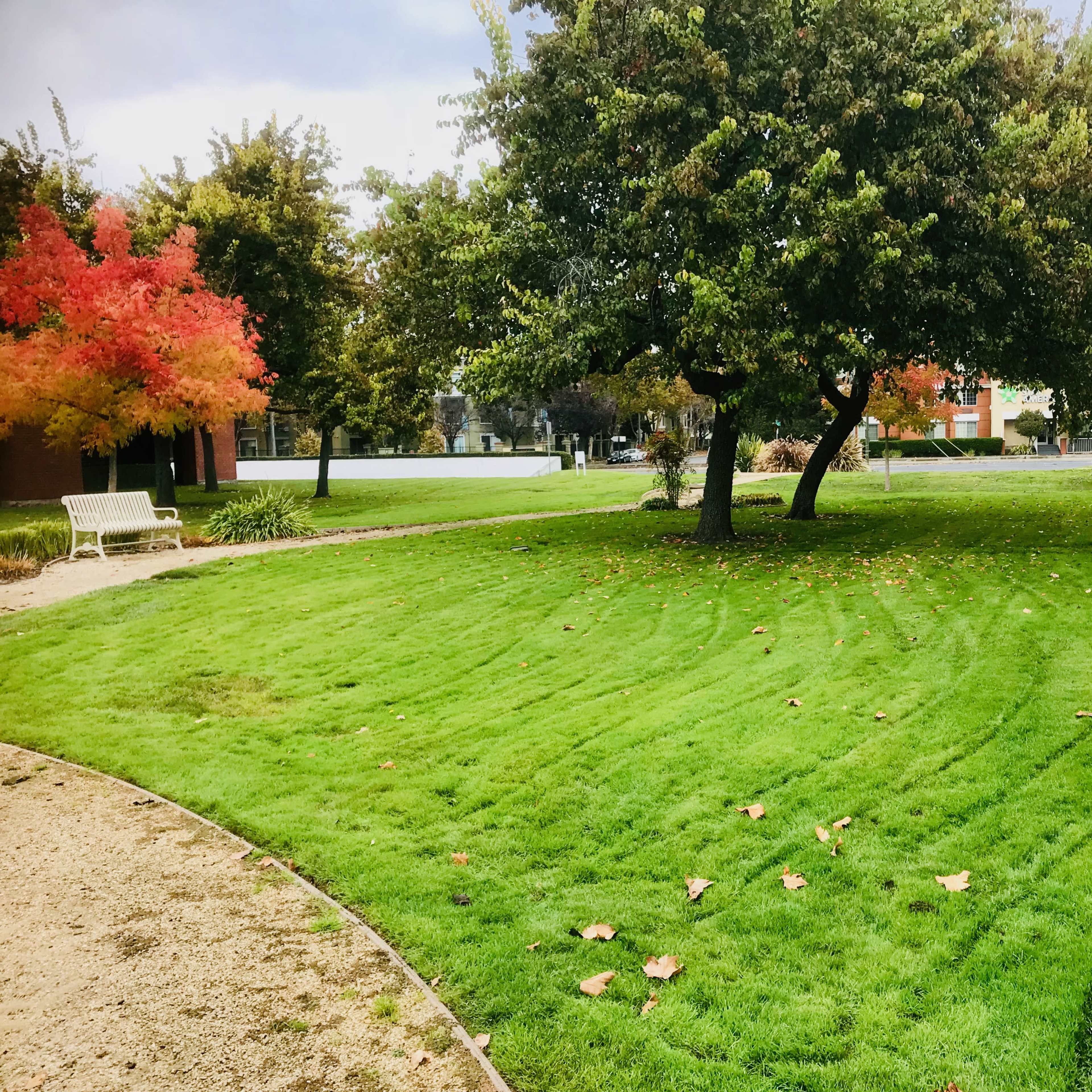 A grassy area is bordered by trees and a bench, with fallen leaves scattered across the lawn.
