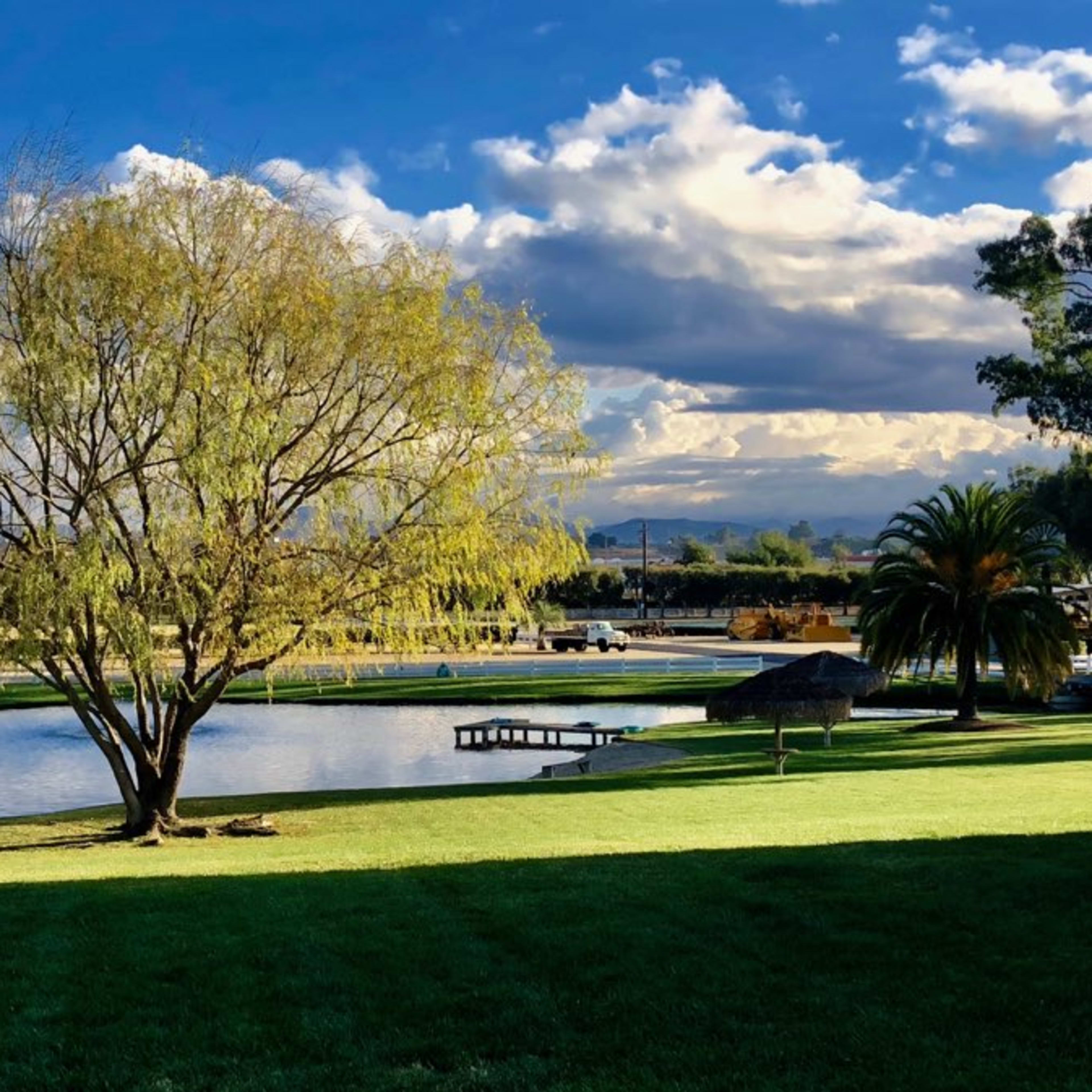 A large tree stands beside a serene pond, with green grass and a backdrop of clouds and distant hills.