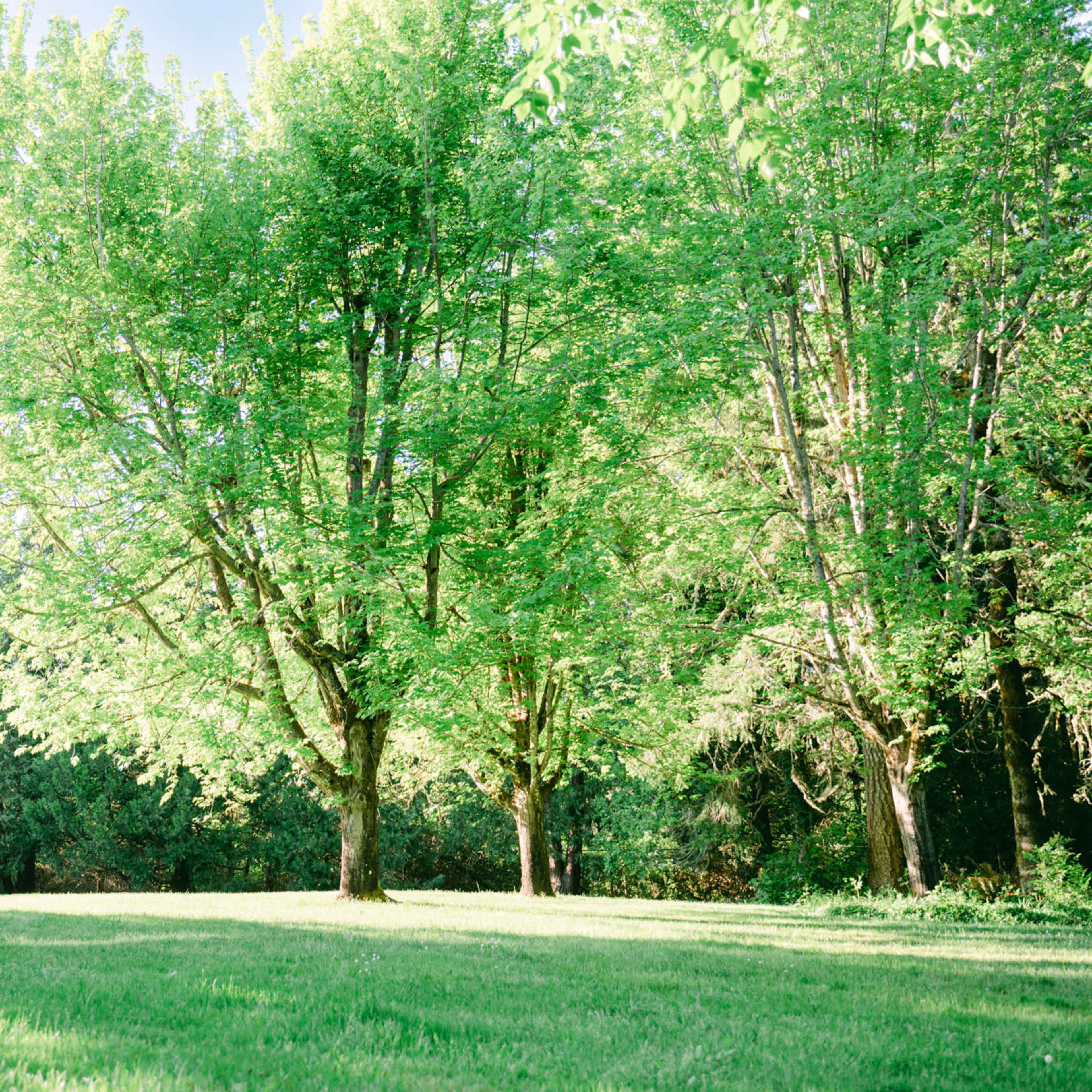 A grassy area features several green trees under sunny skies with a backdrop of dense foliage.