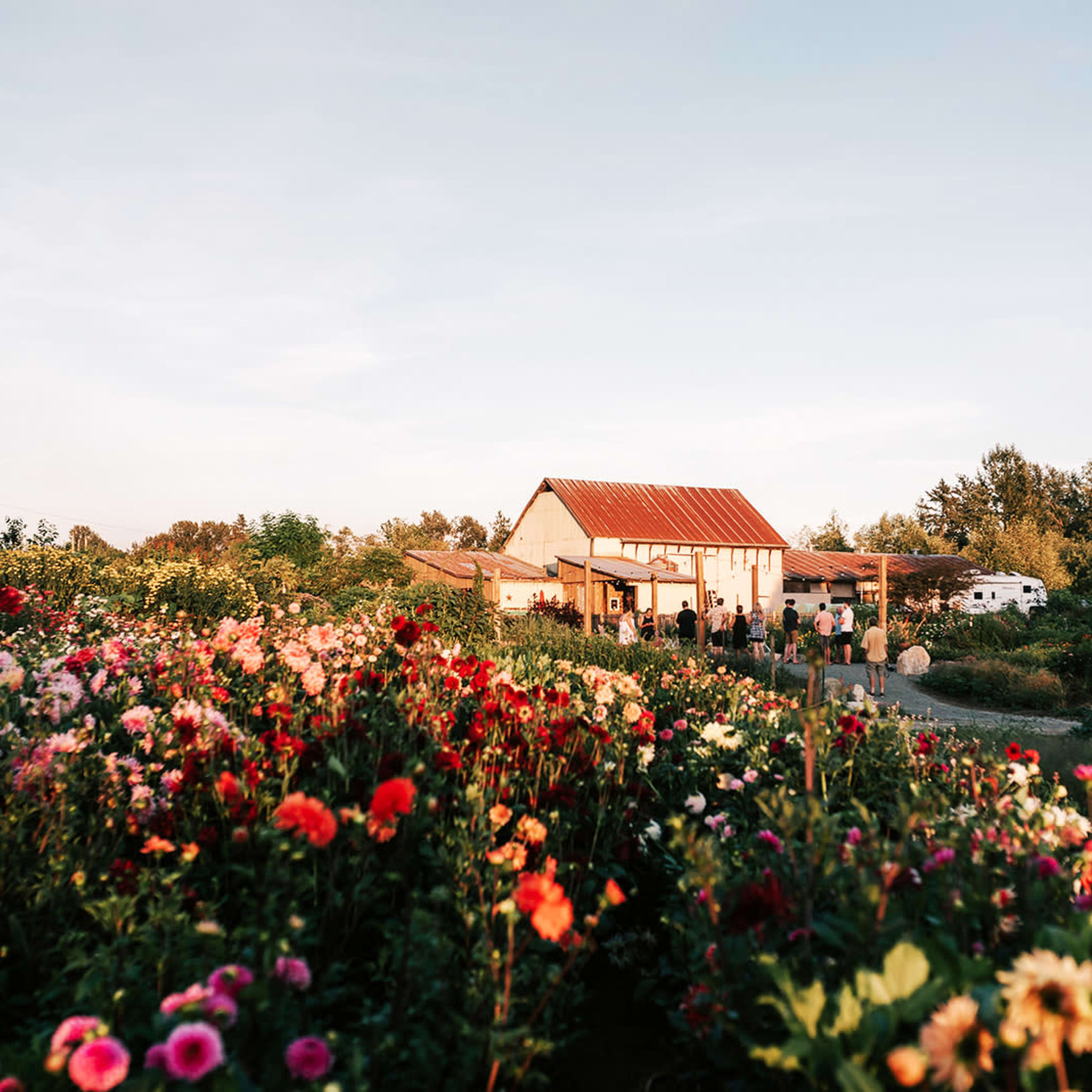 A farmhouse with a red roof stands amidst a vibrant flower garden in full bloom.
