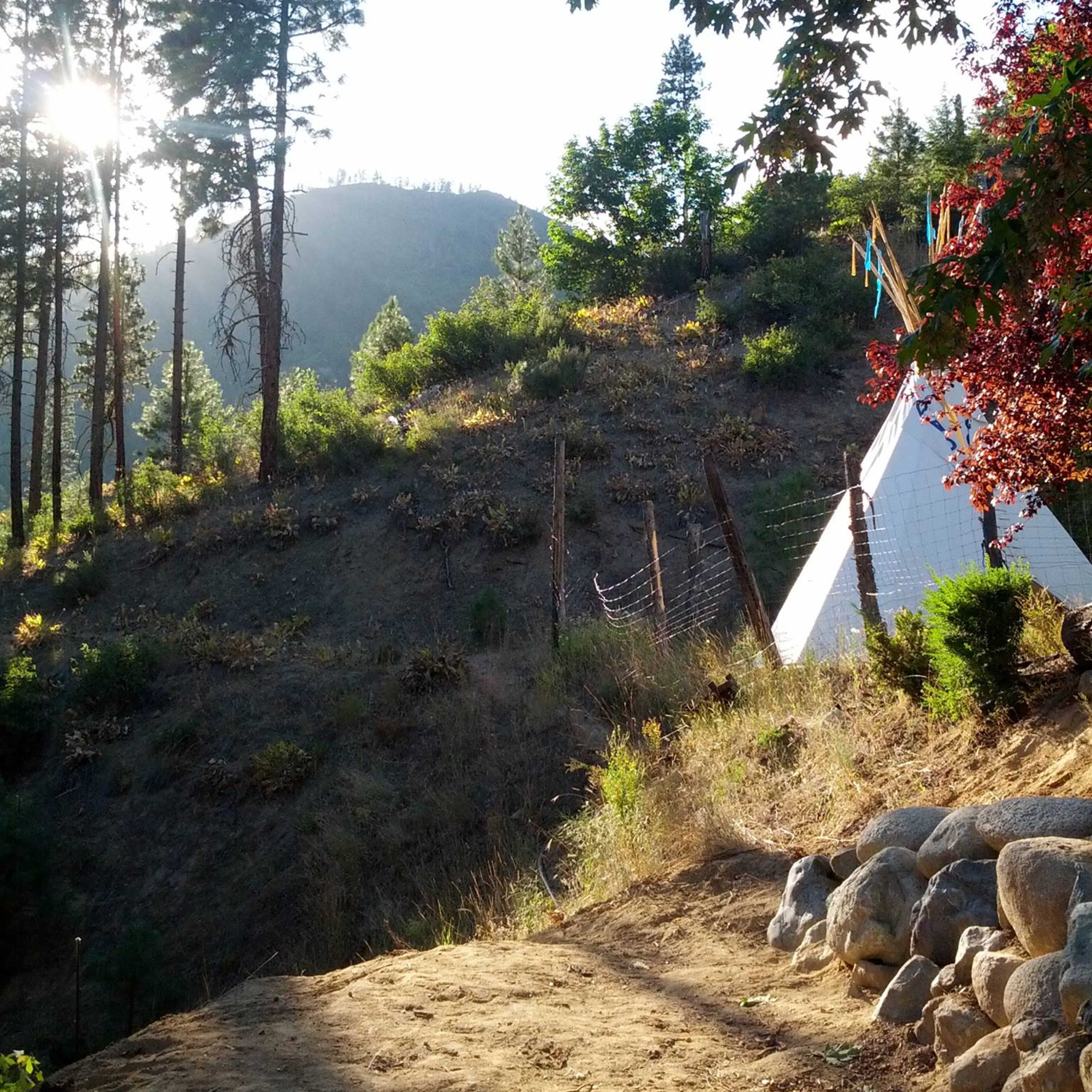 A white teepee stands on a hillside surrounded by trees and shrubs, with sunlight filtering through the leaves.