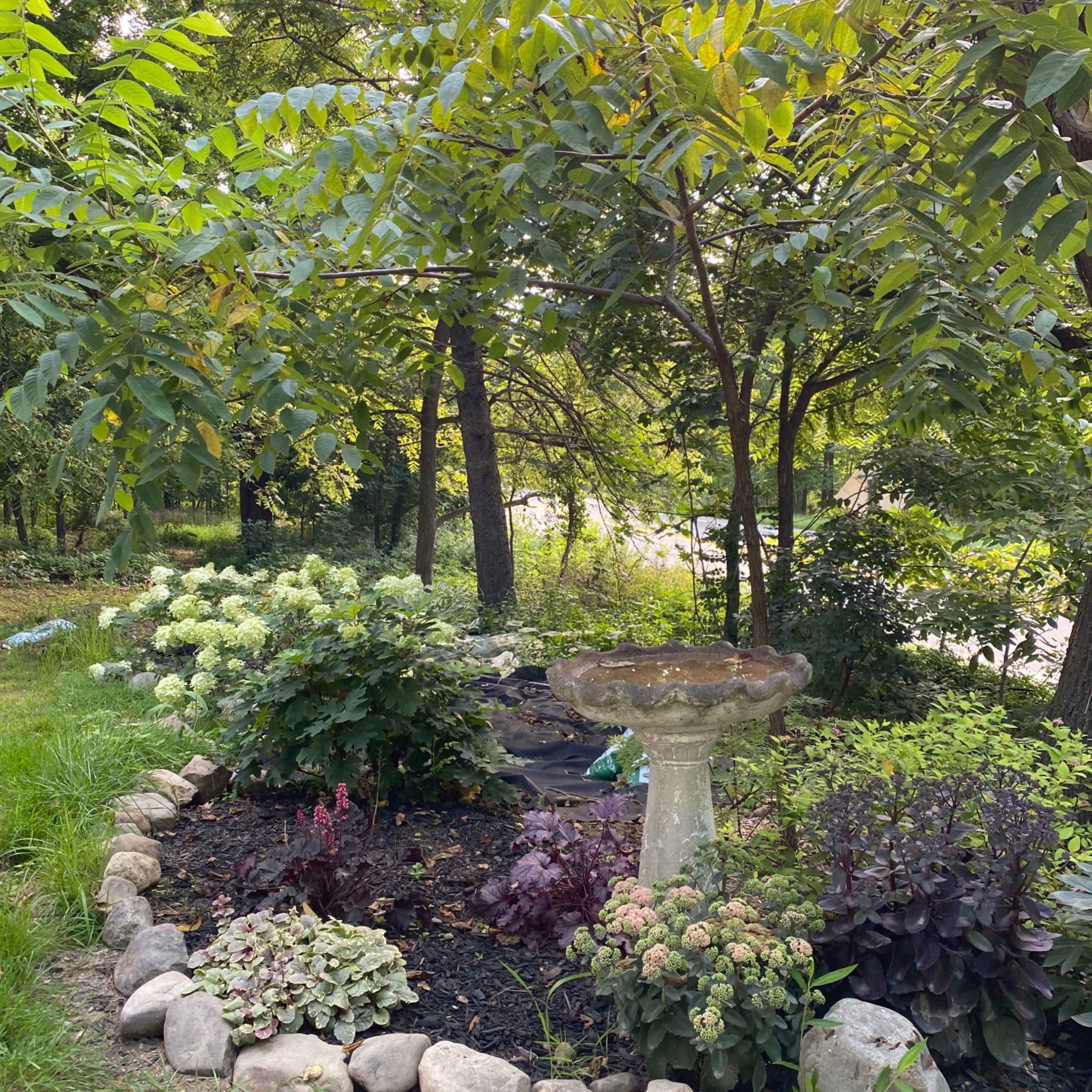 A circular flower bed with a stone border features various plants, including hydrangeas and sedum, centered around a birdbath under a canopy of trees.