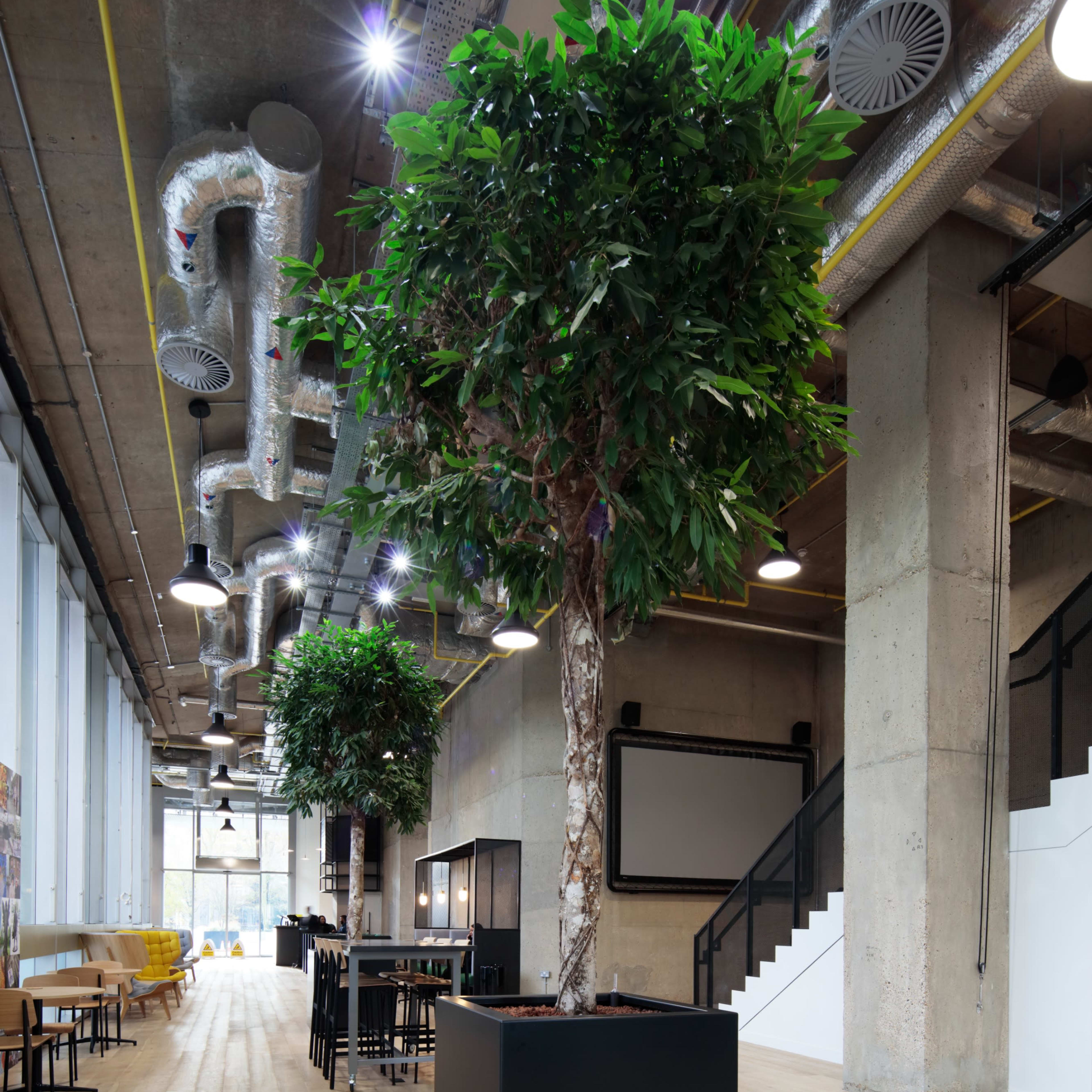 A modern office space featuring two large indoor trees in planters, with exposed ducts and a mix of seating areas.
