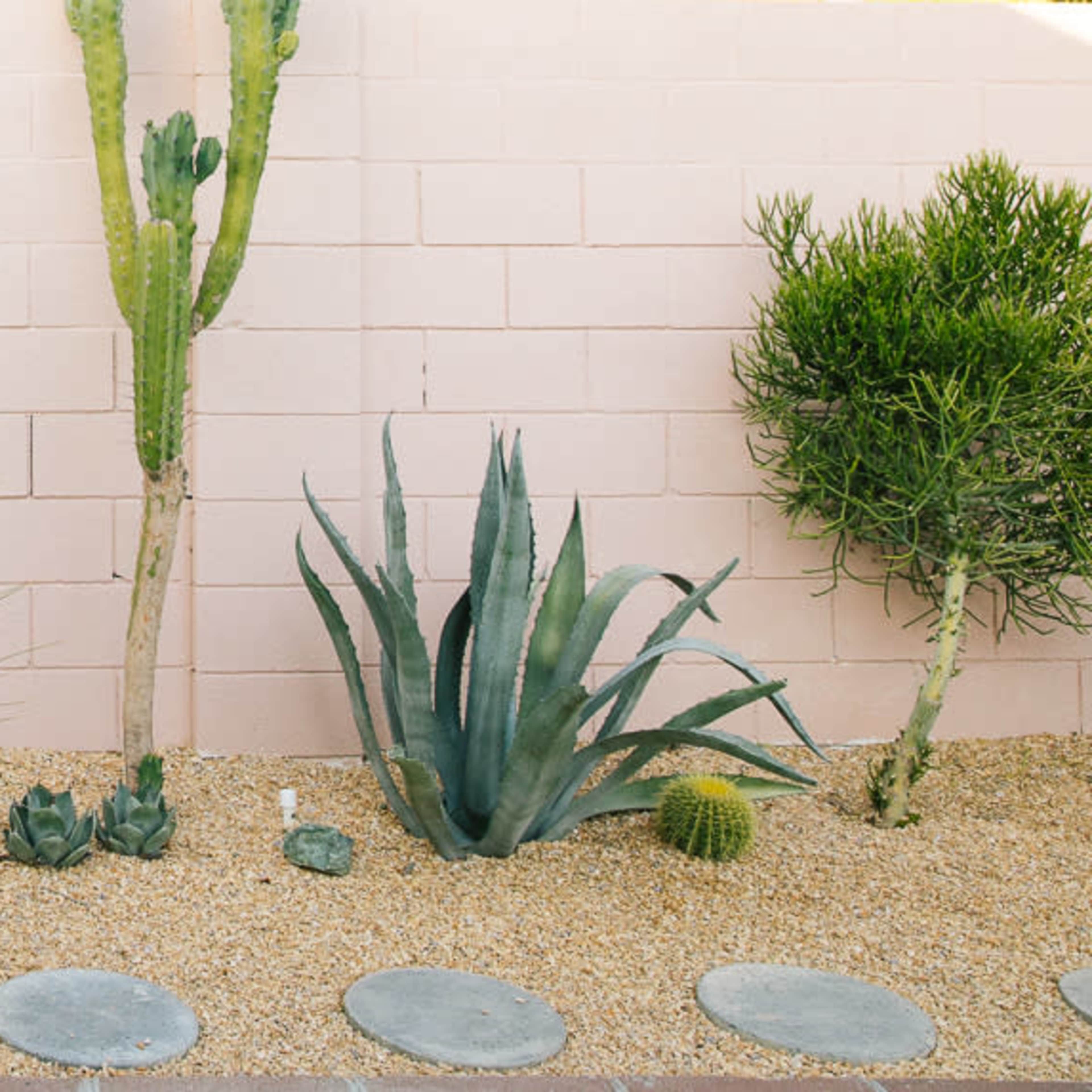 A neatly arranged desert garden with various cacti and succulents planted on a gravel bed beside a light pink wall.