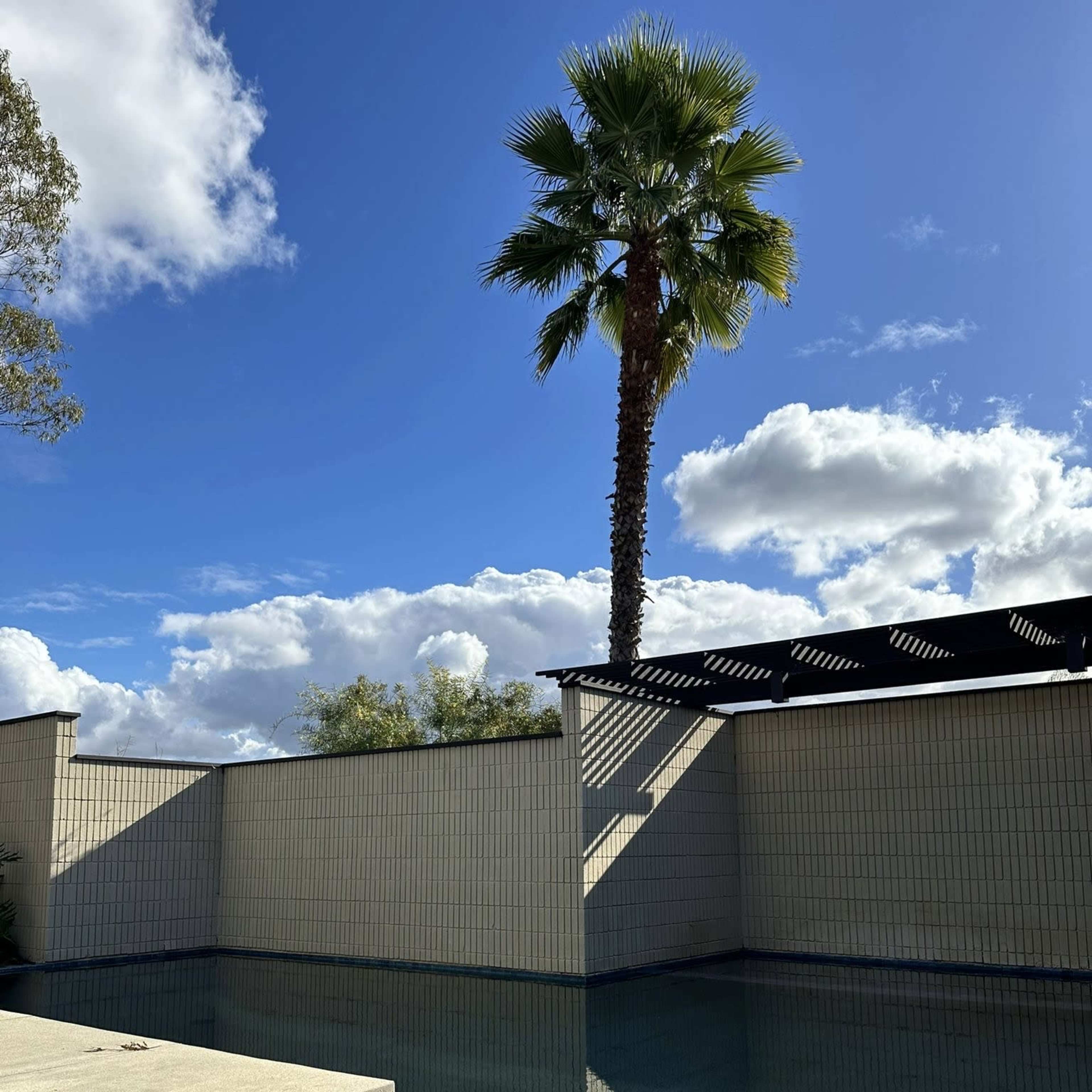 A palm tree stands beside a clear pool, with a blue sky and fluffy clouds reflected in the water.