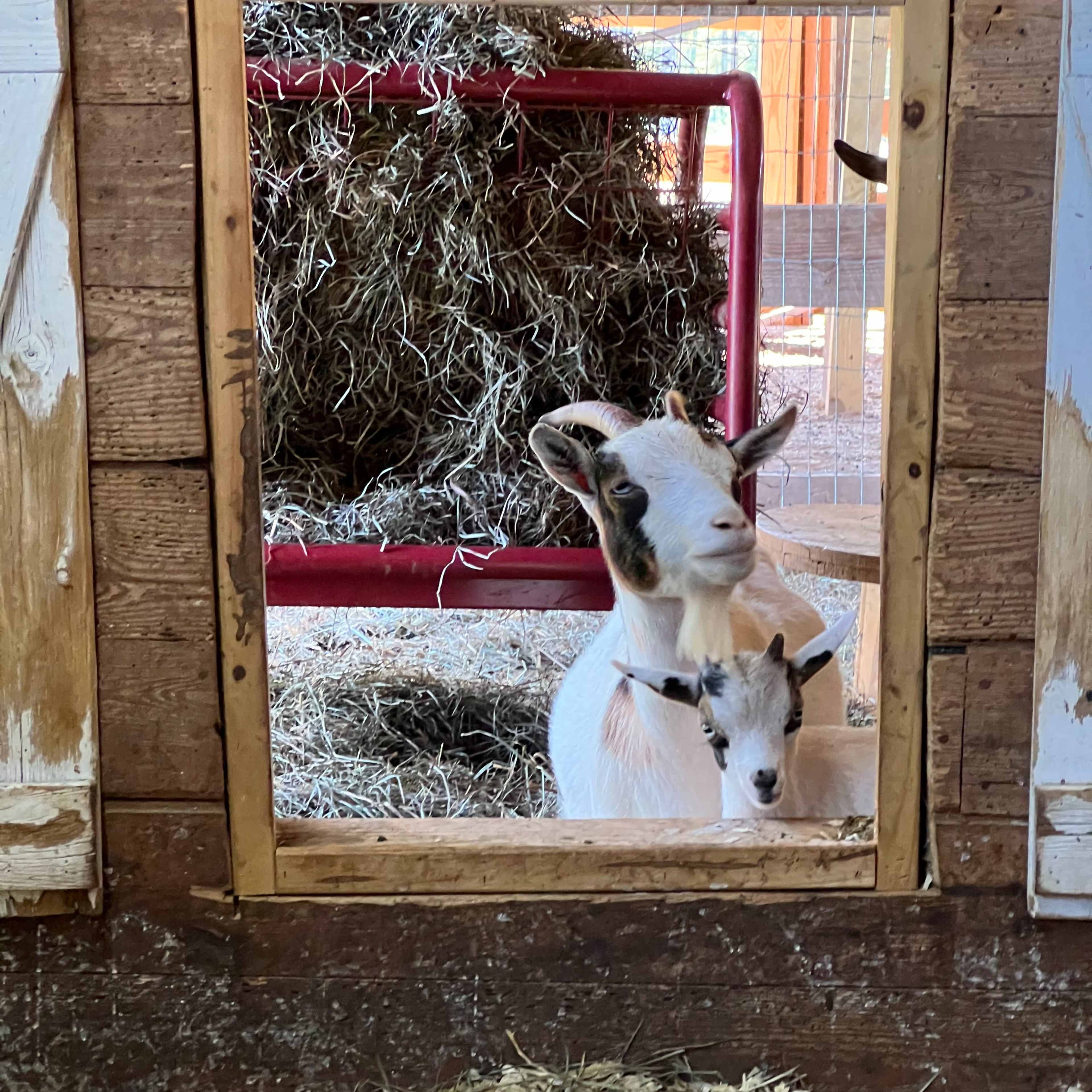 A goat and a kid stand in a barn doorway looking inside, with straw scattered on the ground.