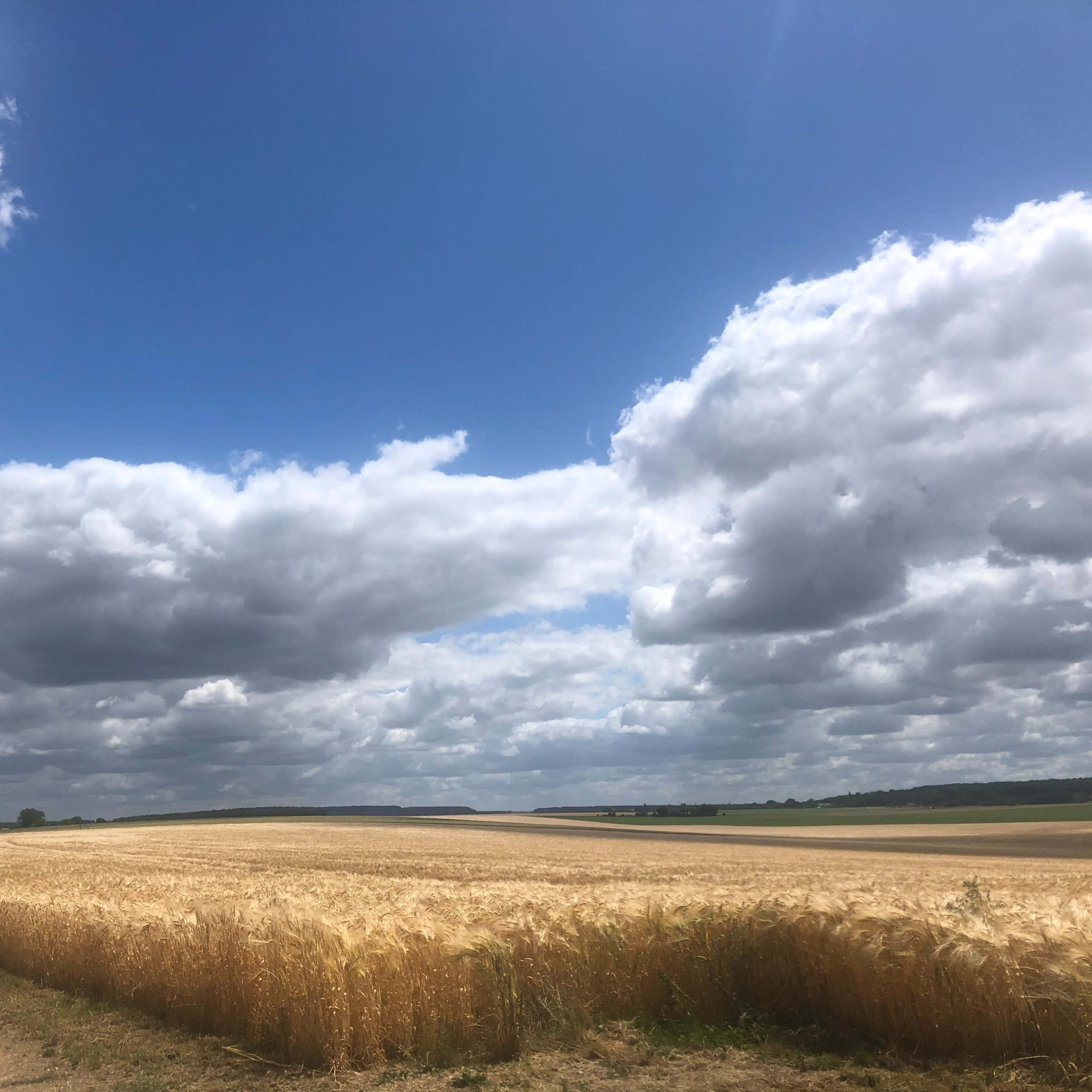 A dirt path leads through a golden wheat field under a sky filled with fluffy clouds.