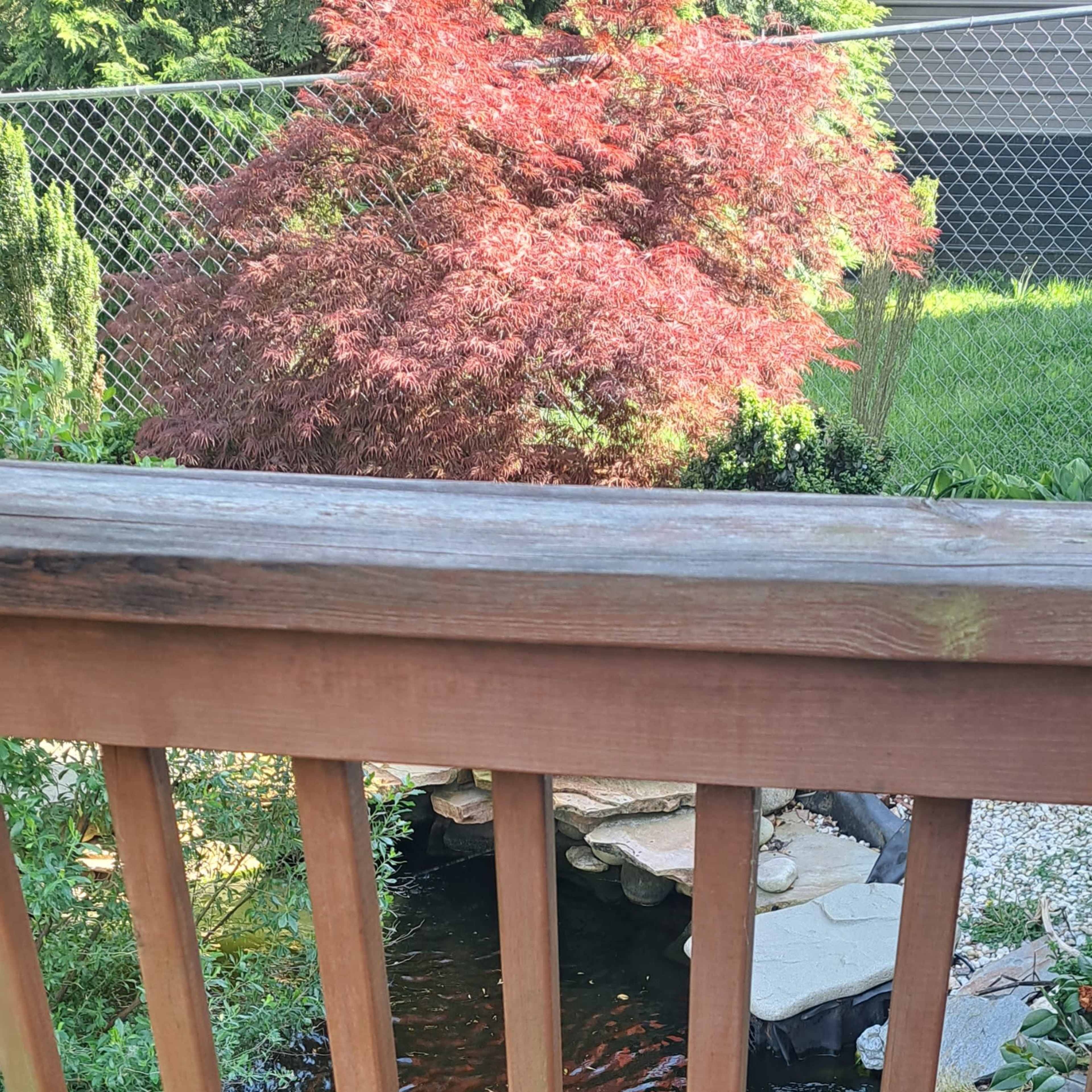 A view from a wooden deck overlooking a pond with rocks and plants around the water.