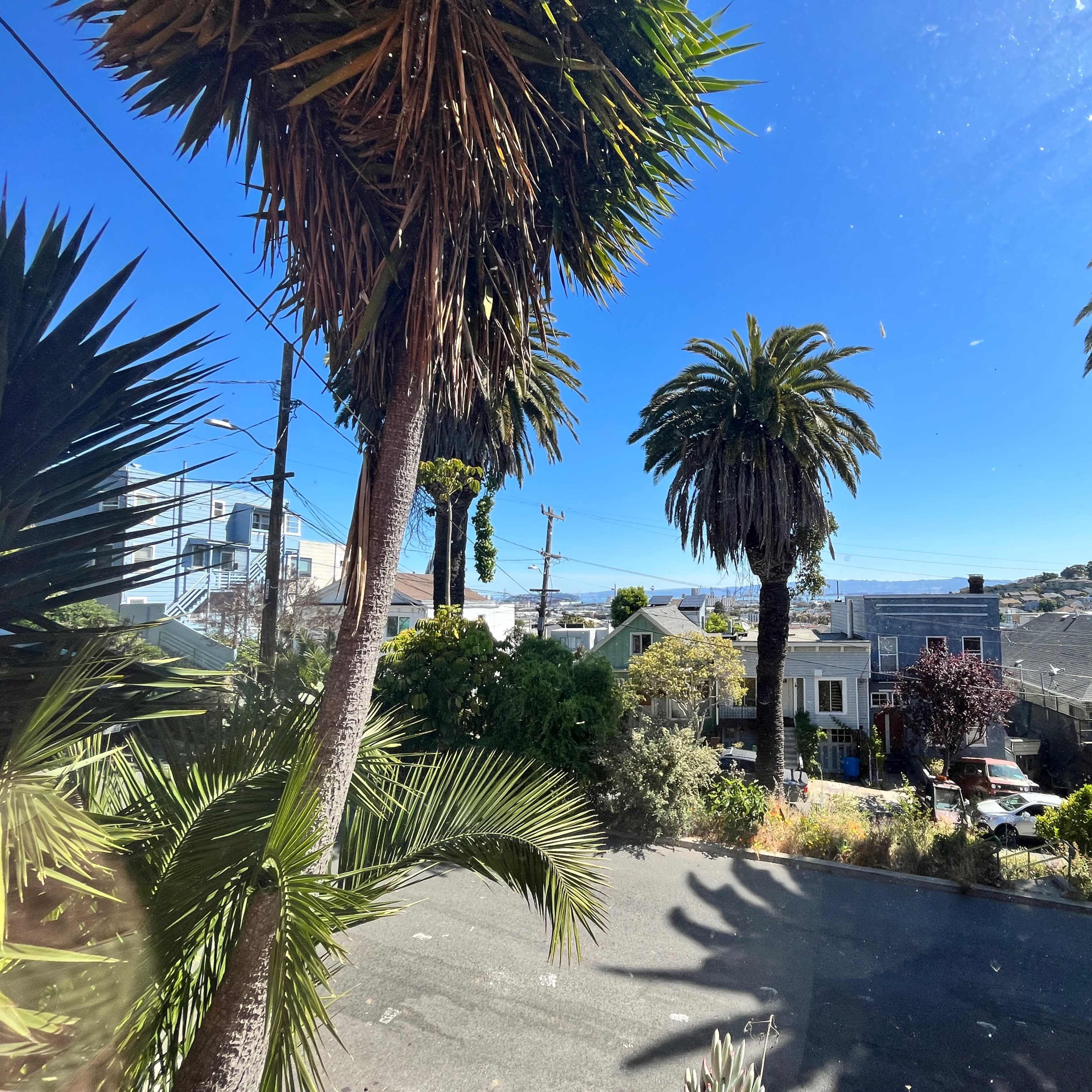 A street view with tall palm trees, houses, and clear blue skies in a residential area.