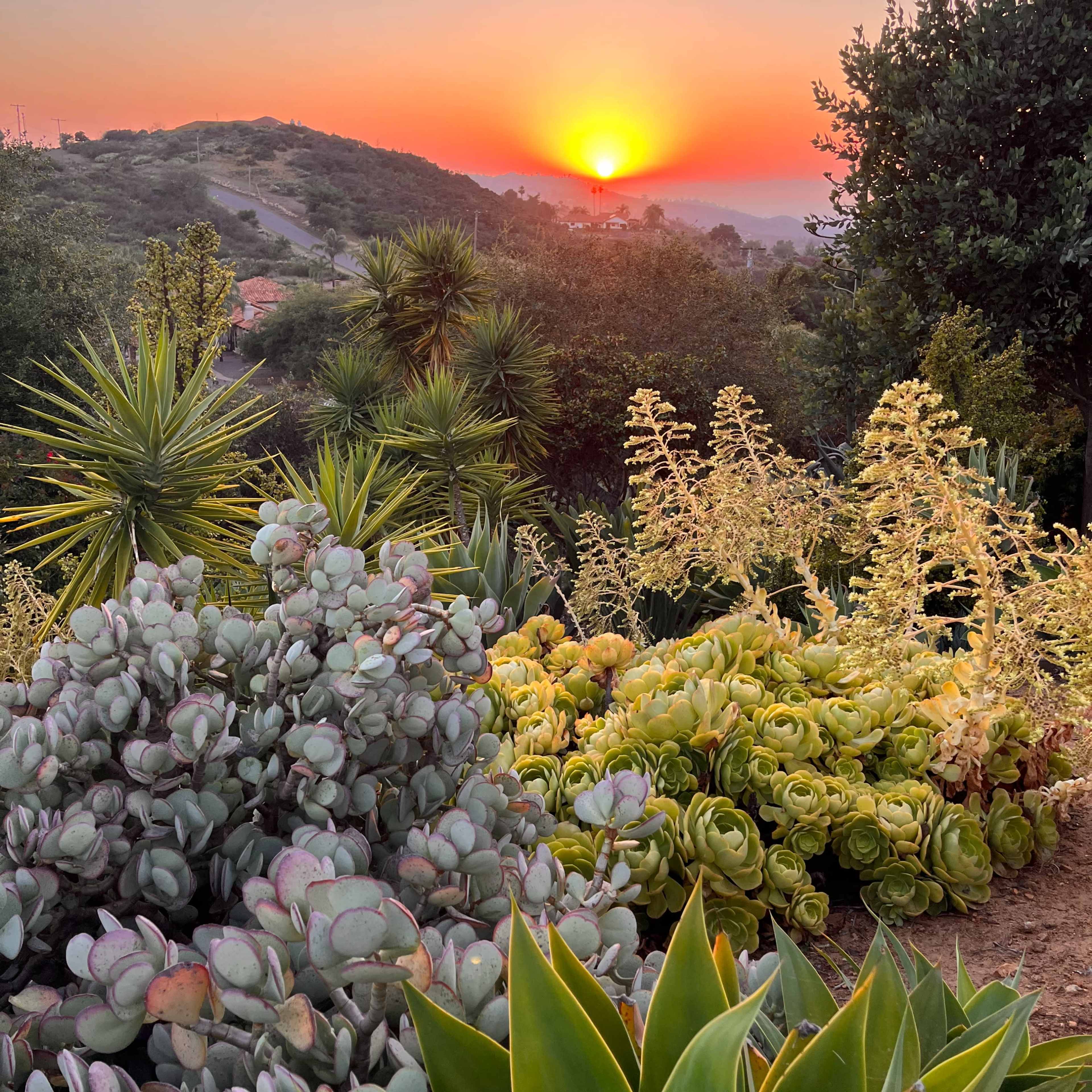 A garden filled with various succulent plants in the foreground, framed by a sunset over rolling hills in the background.