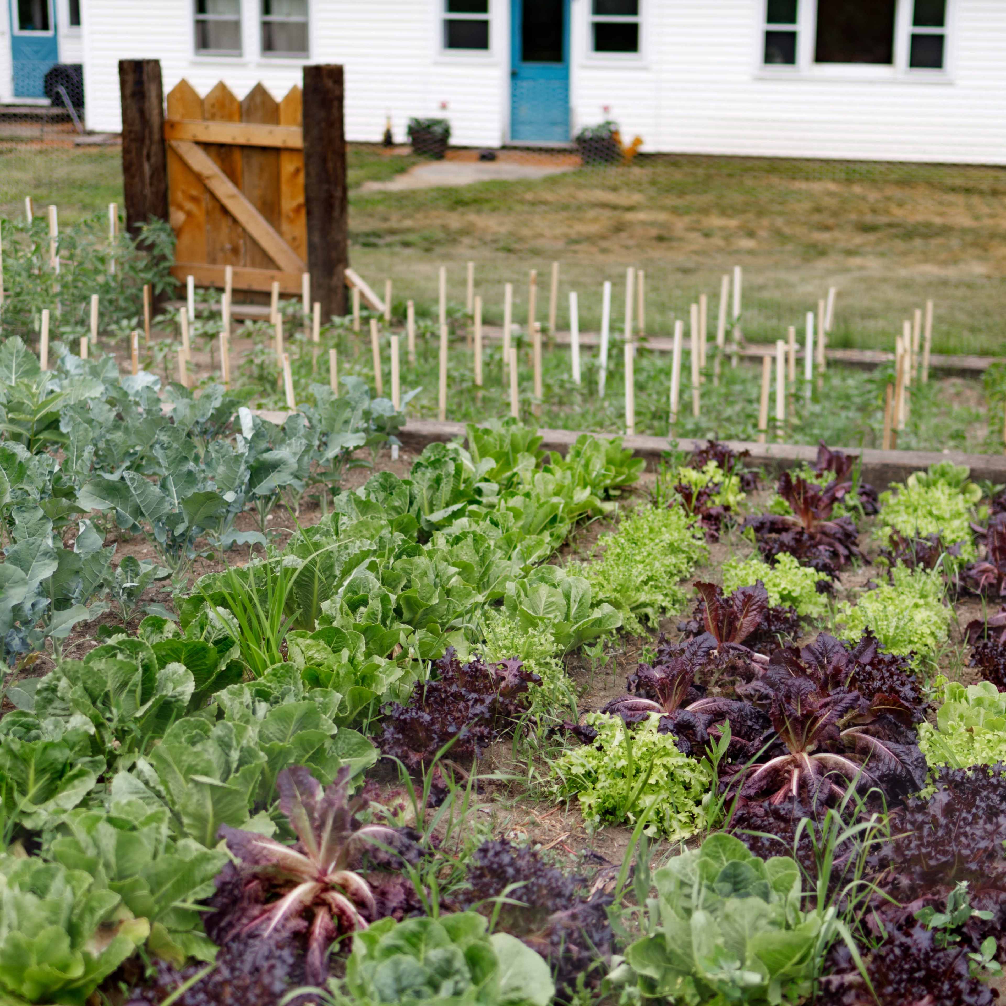 A garden with rows of green leafy vegetables is situated in front of a white house with a metal roof and a wooden gate.