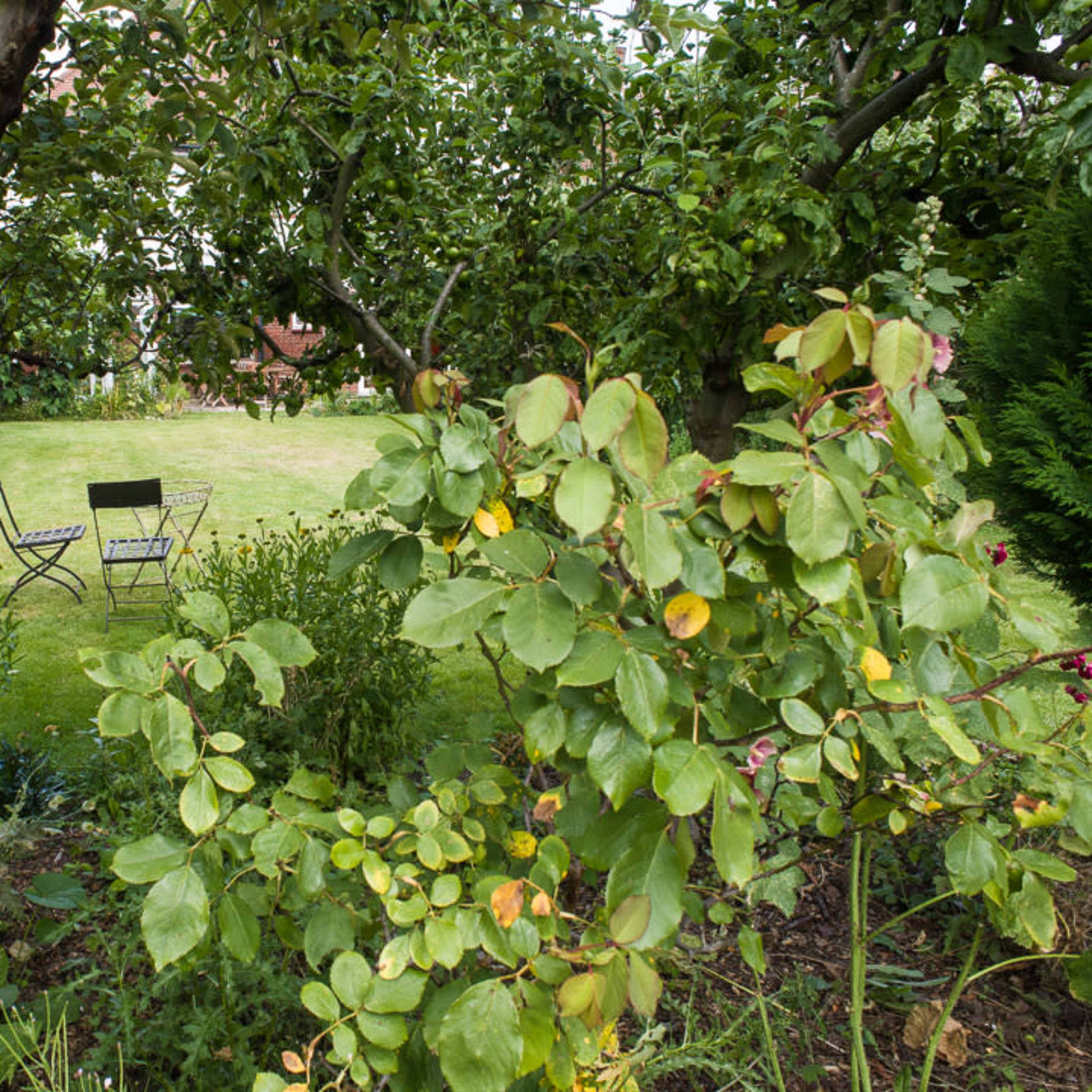 A pair of chairs sits on a grassy lawn surrounded by trees and foliage.