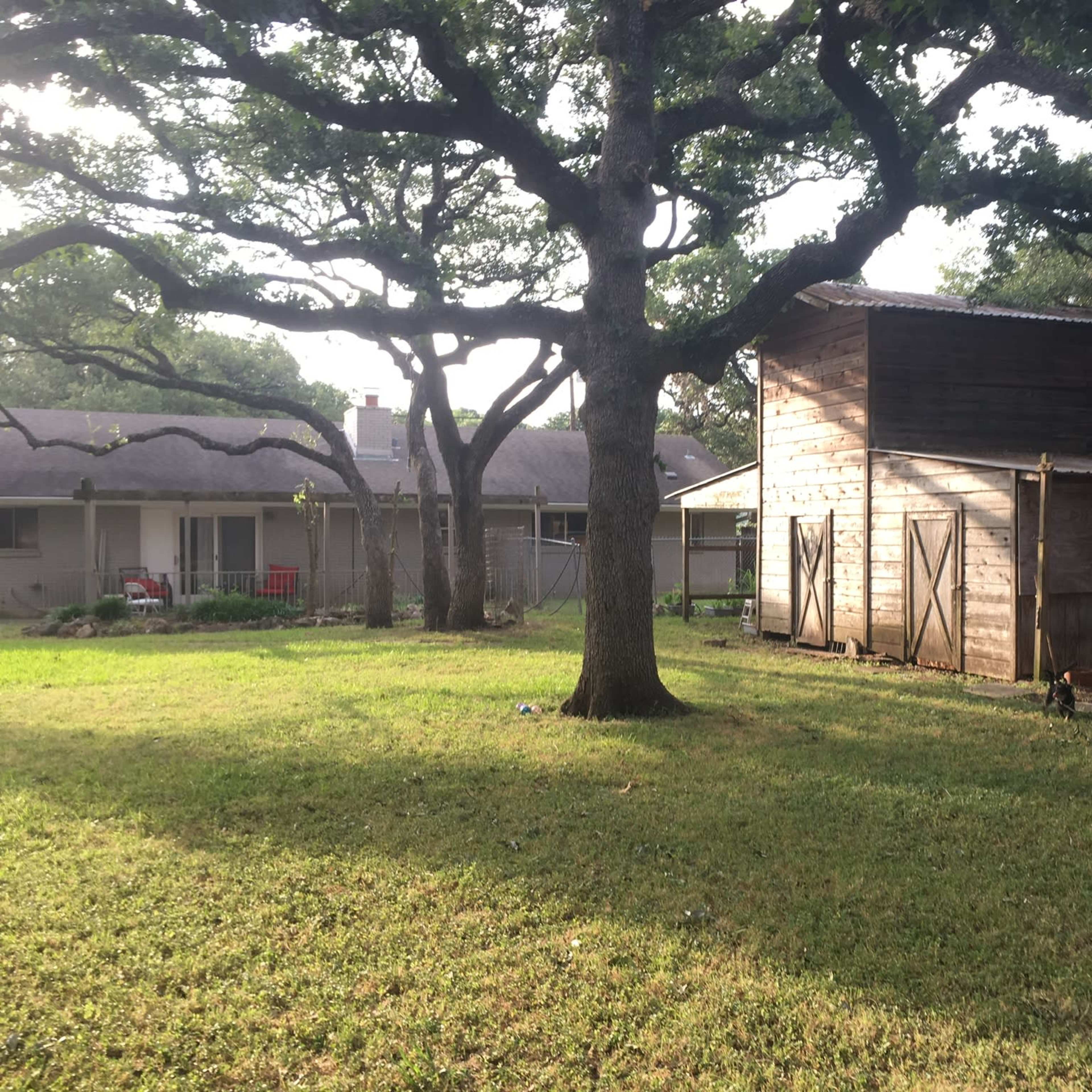 A grassy yard with a wooden shed and a house in the background, surrounded by large trees.