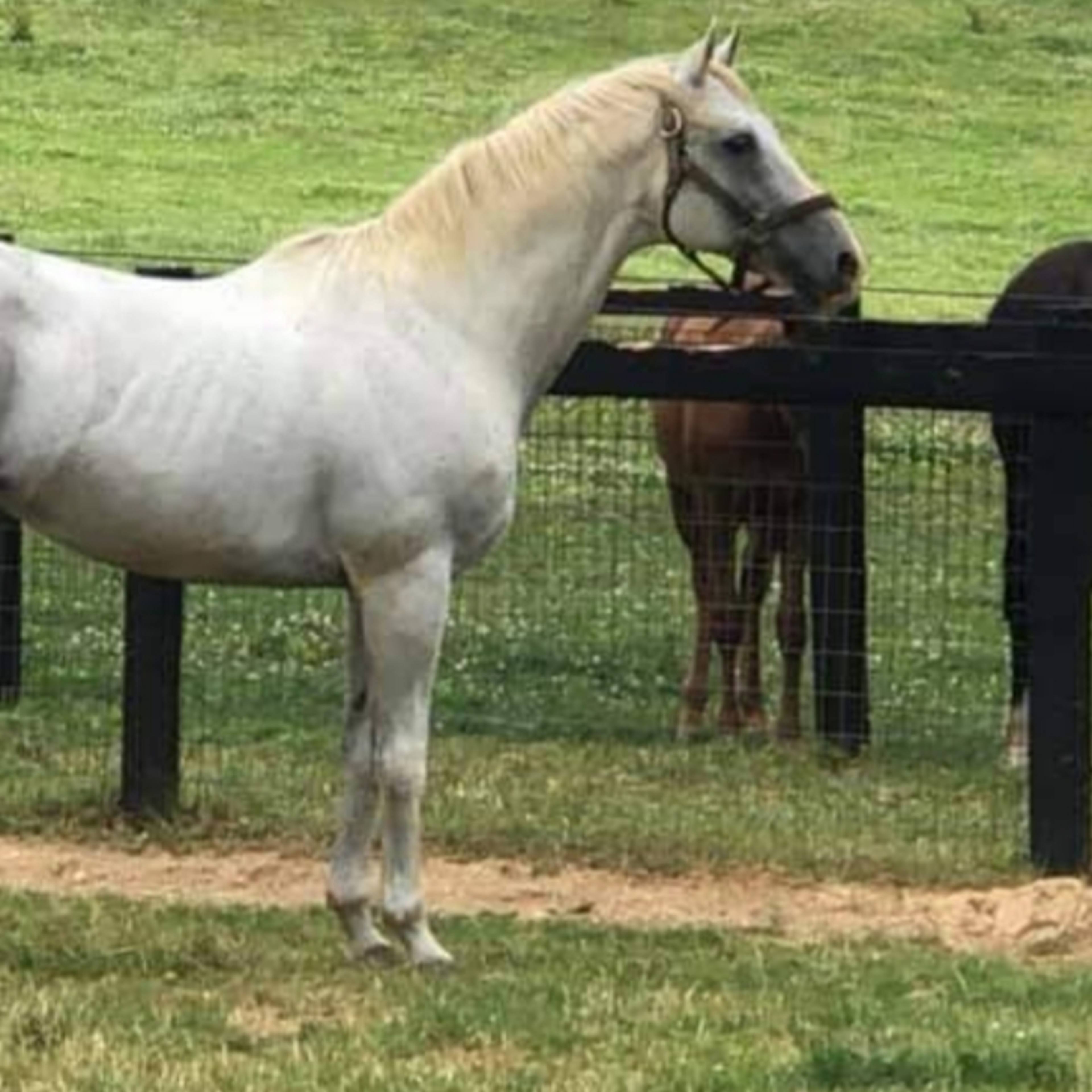 A gray horse stands in a grassy field next to a black horse, with a wooden fence in the background.