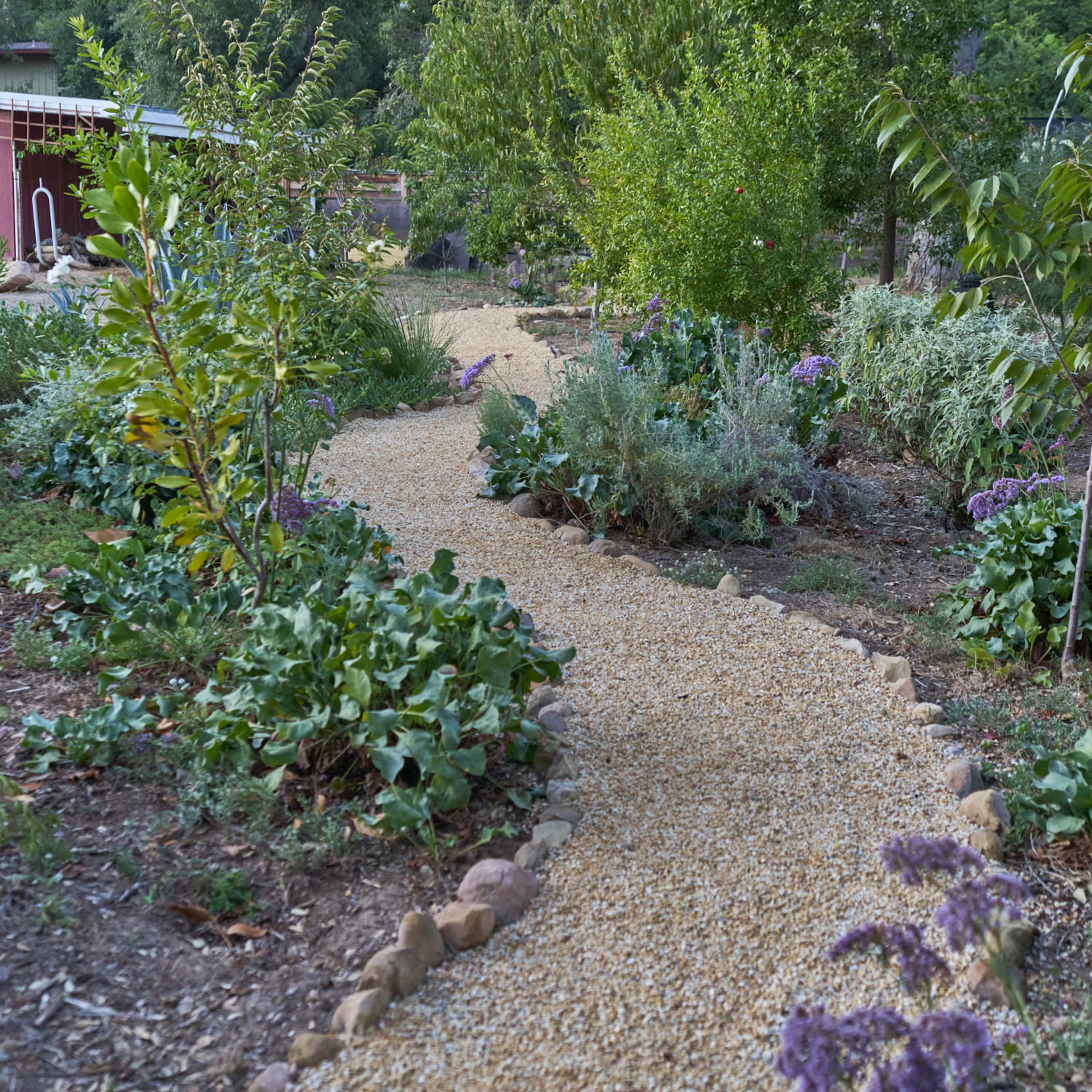 A gravel pathway winds through a garden filled with various plants and shrubs.