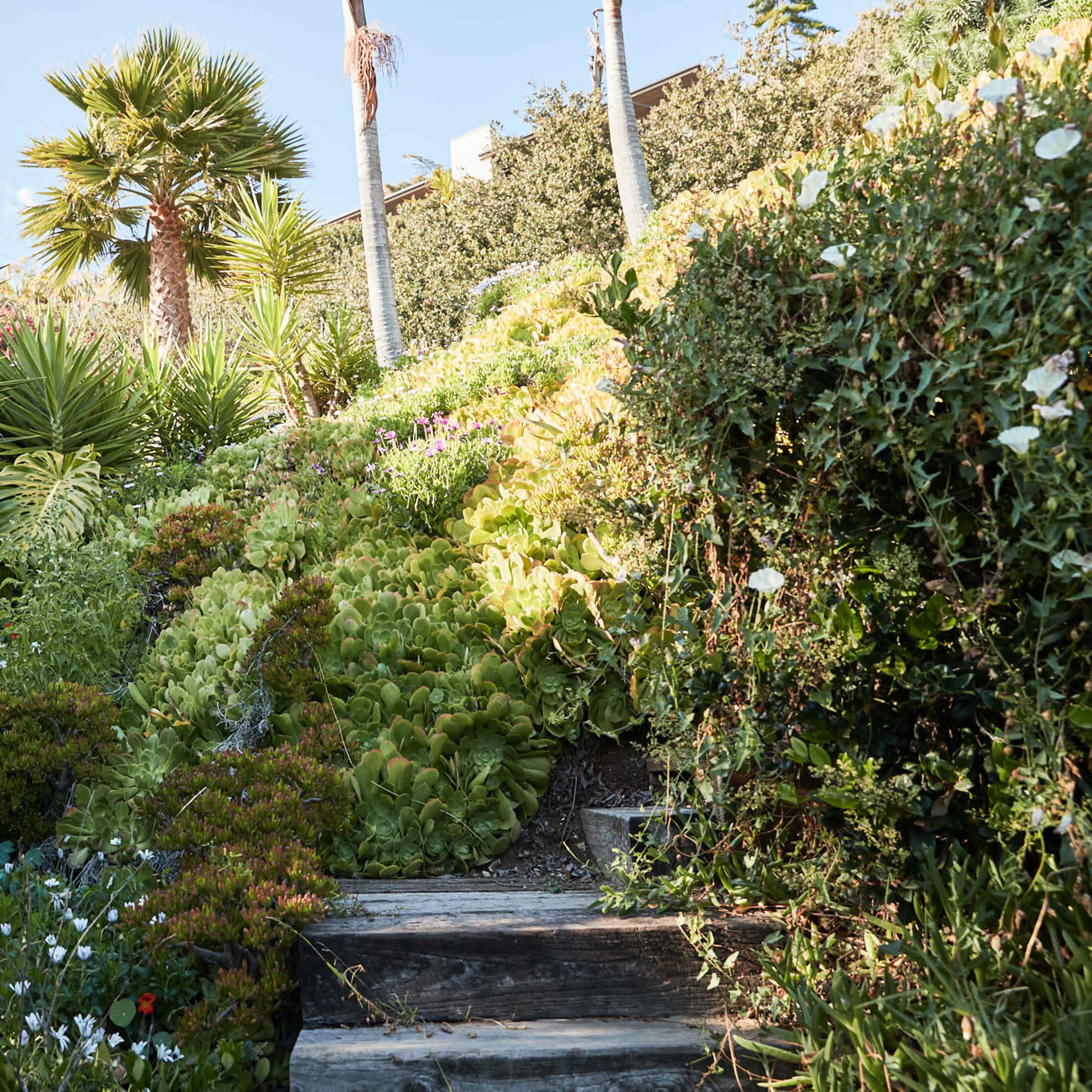 A wooden staircase leads up a lush garden filled with various plants and shrubs.