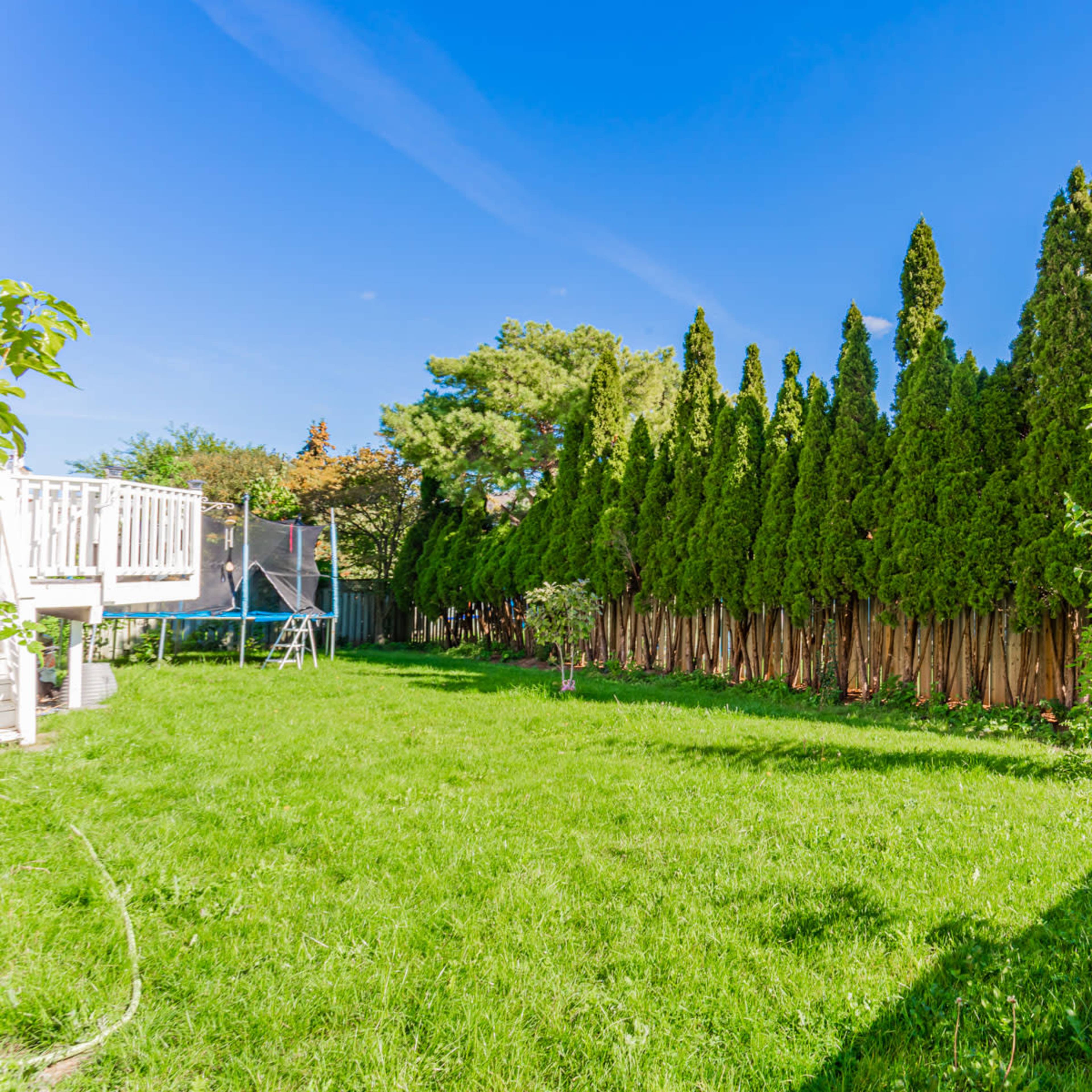 A grassy backyard with a row of tall evergreen trees along the back fence and a trampoline in the corner.