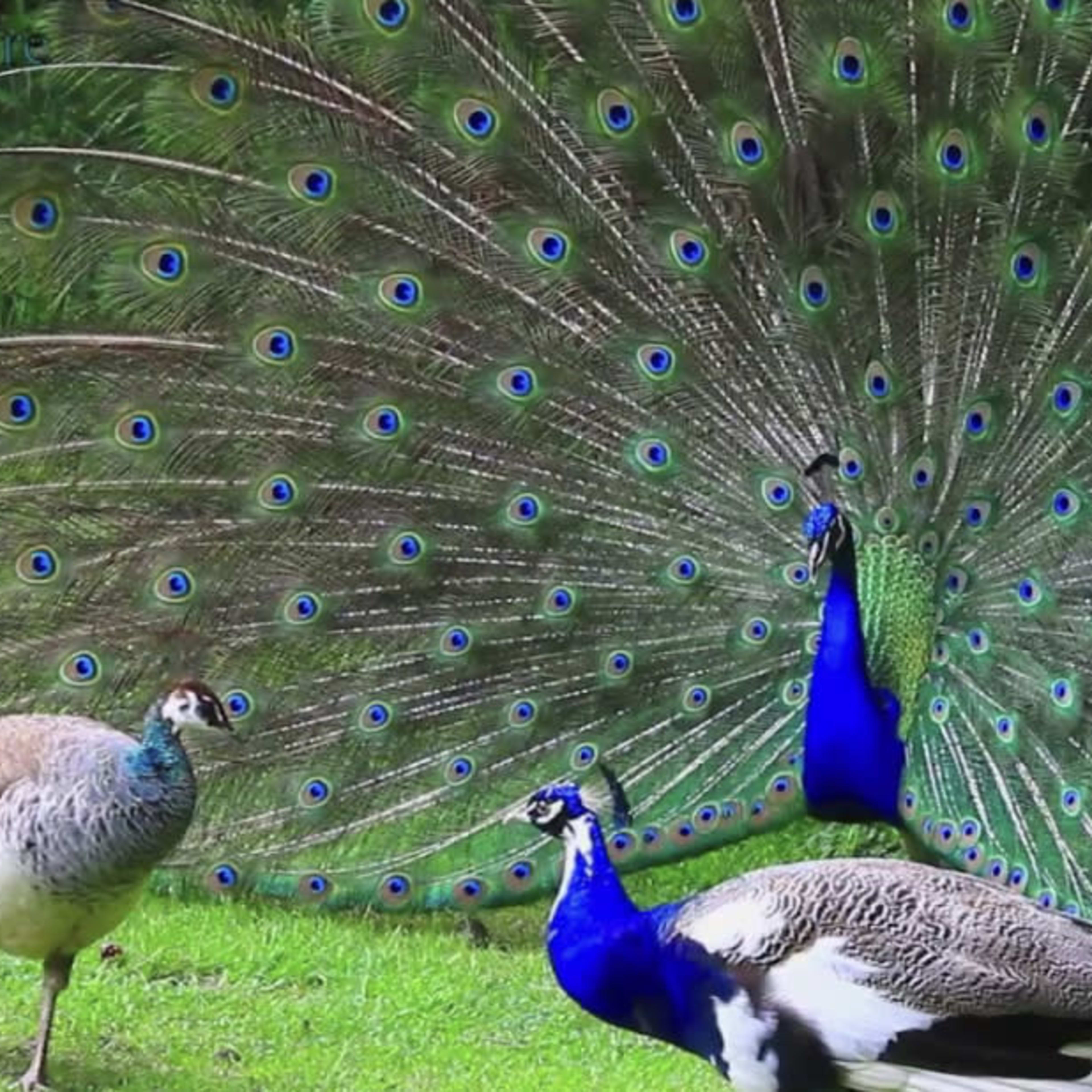 A male peacock displays its vibrant, fan-like tail feathers while a female peacock stands nearby.