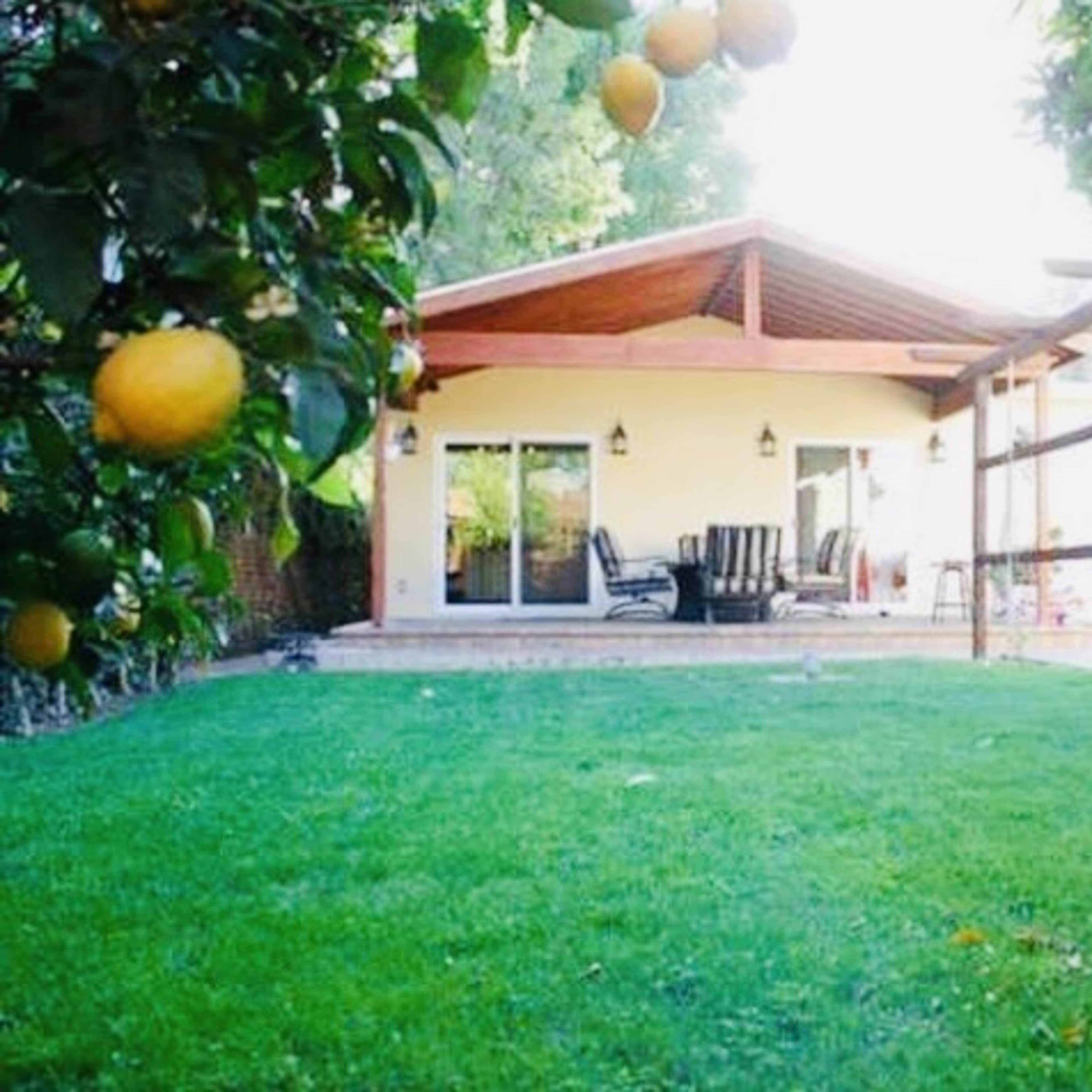 A single-story house with large windows and a wooden patio overlooks a grassy backyard filled with lemon trees.