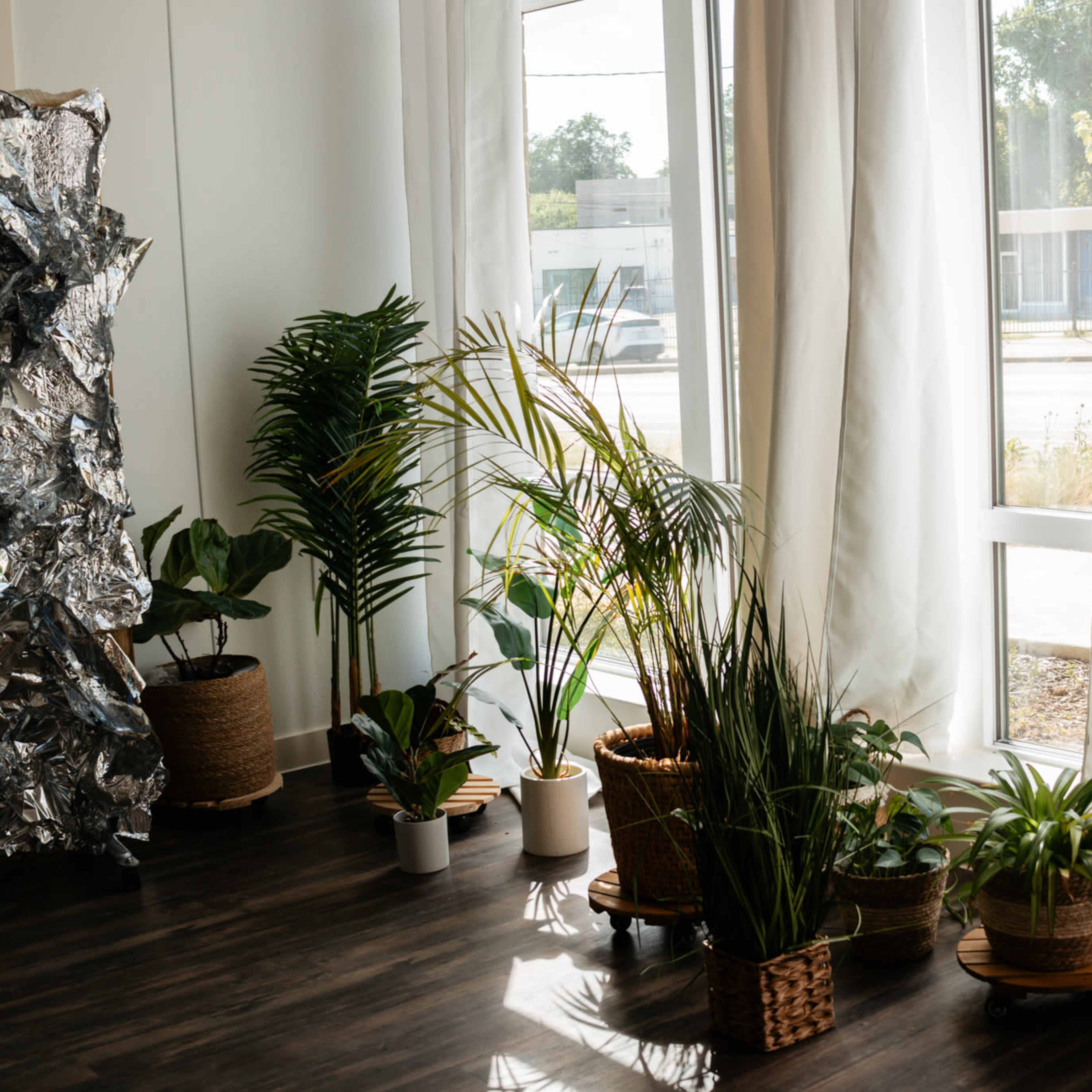 A bright interior space with several potted plants arranged near large windows, while sheer curtains hang in front of the glass.