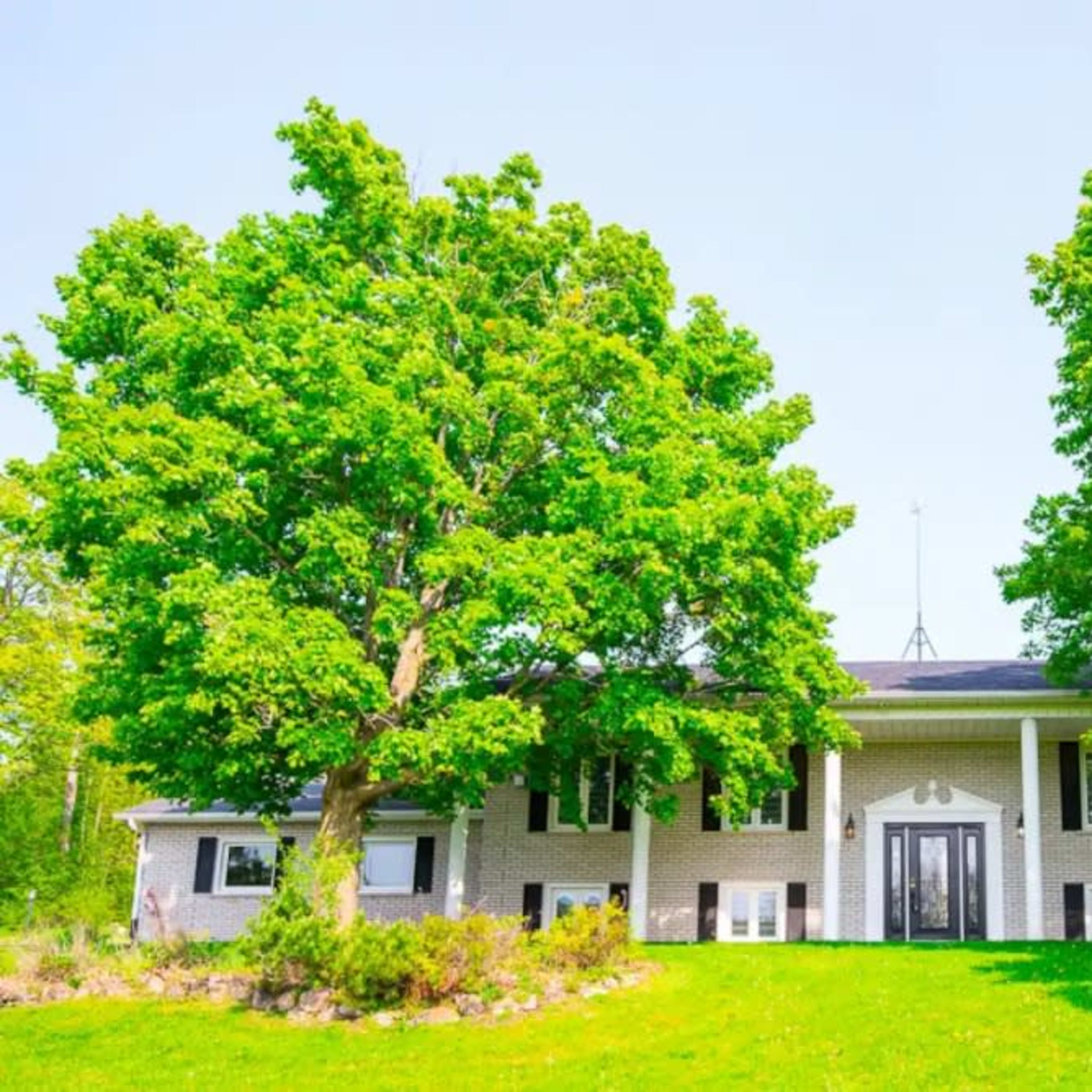 A two-story house with a symmetrical facade, flanked by large green trees and surrounded by a well-maintained lawn and garden.