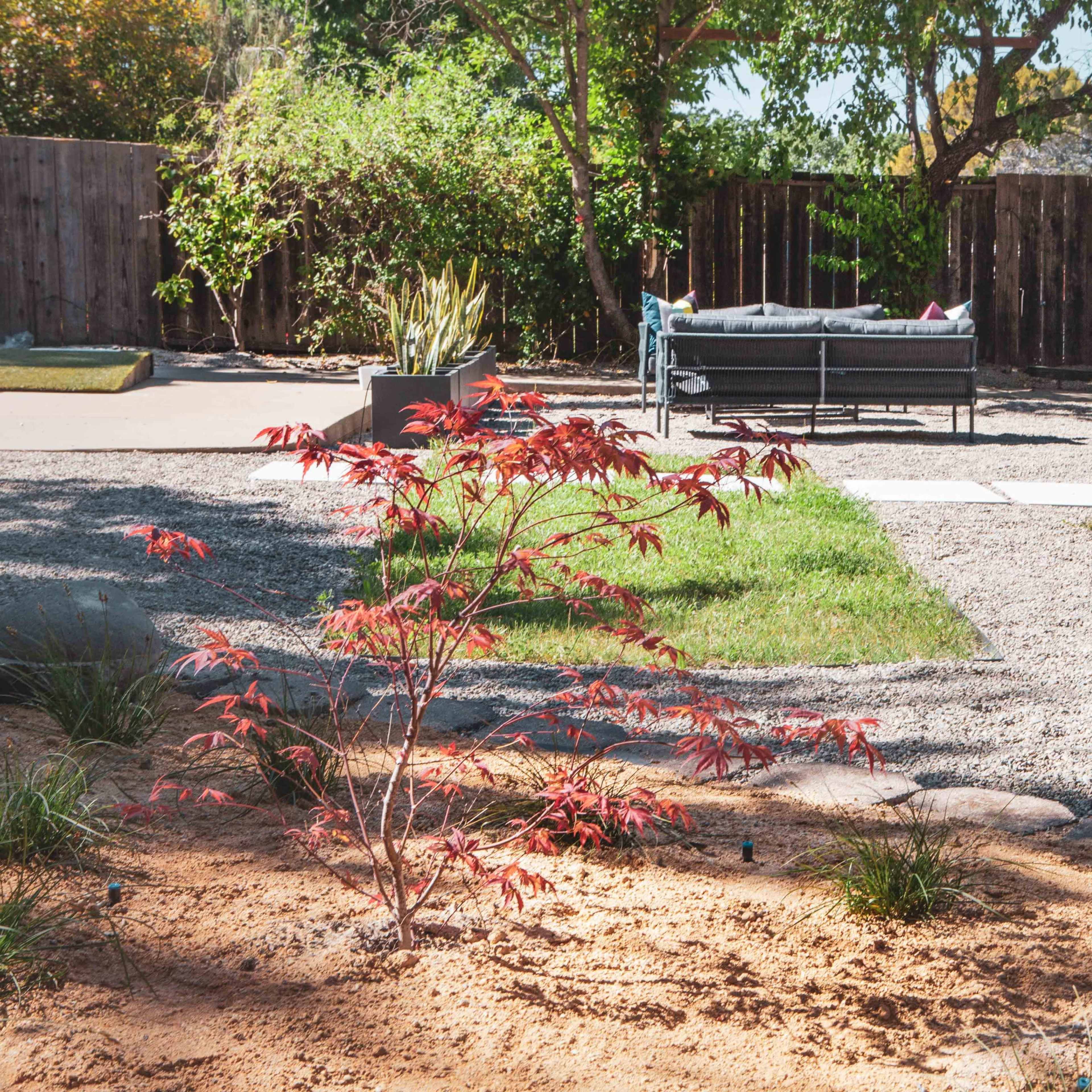 A small landscaped yard features a red maple tree in the foreground, a gravel pathway, and a seating area with a couch in the background.