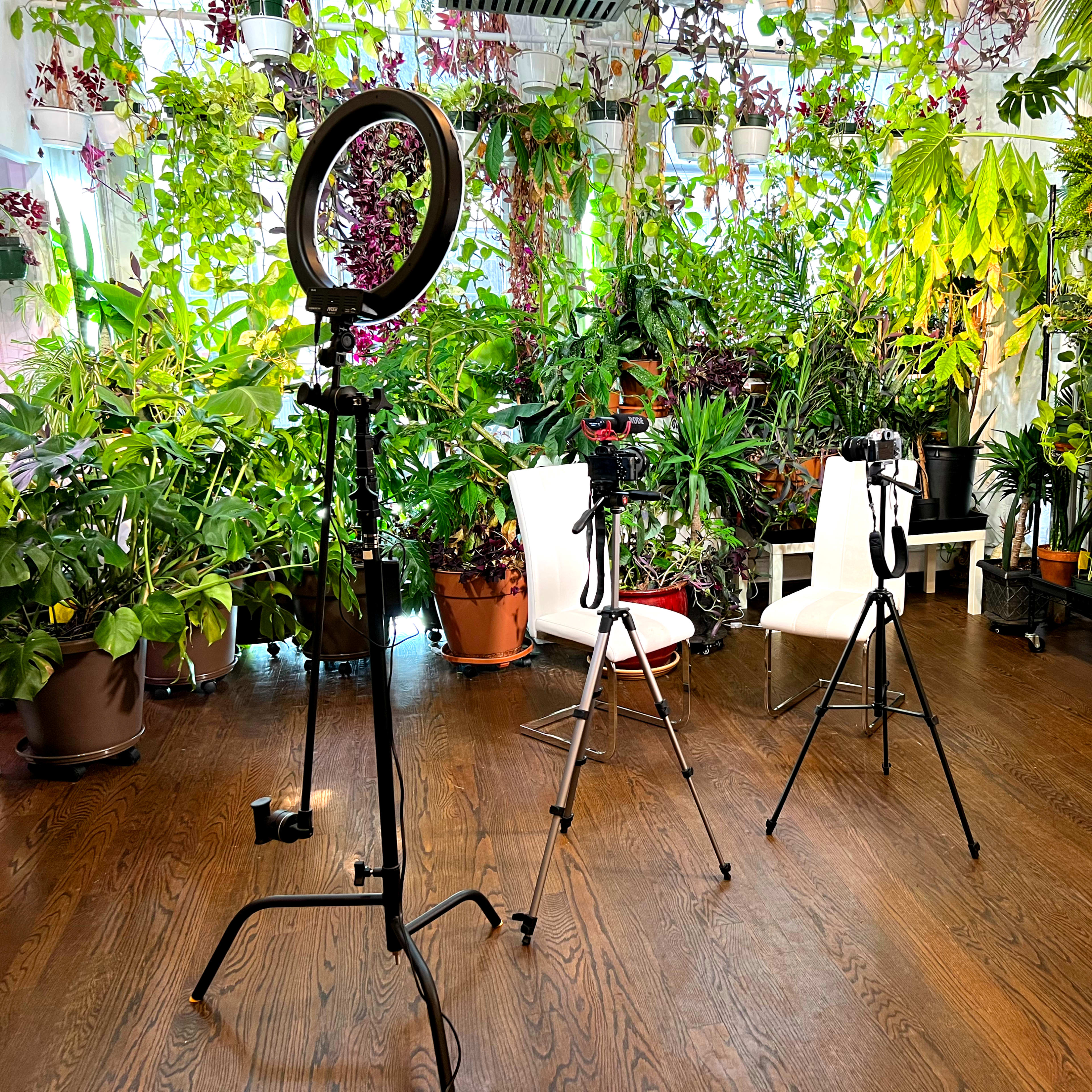 Three tripods with camera equipment set up in a room filled with various indoor plants.