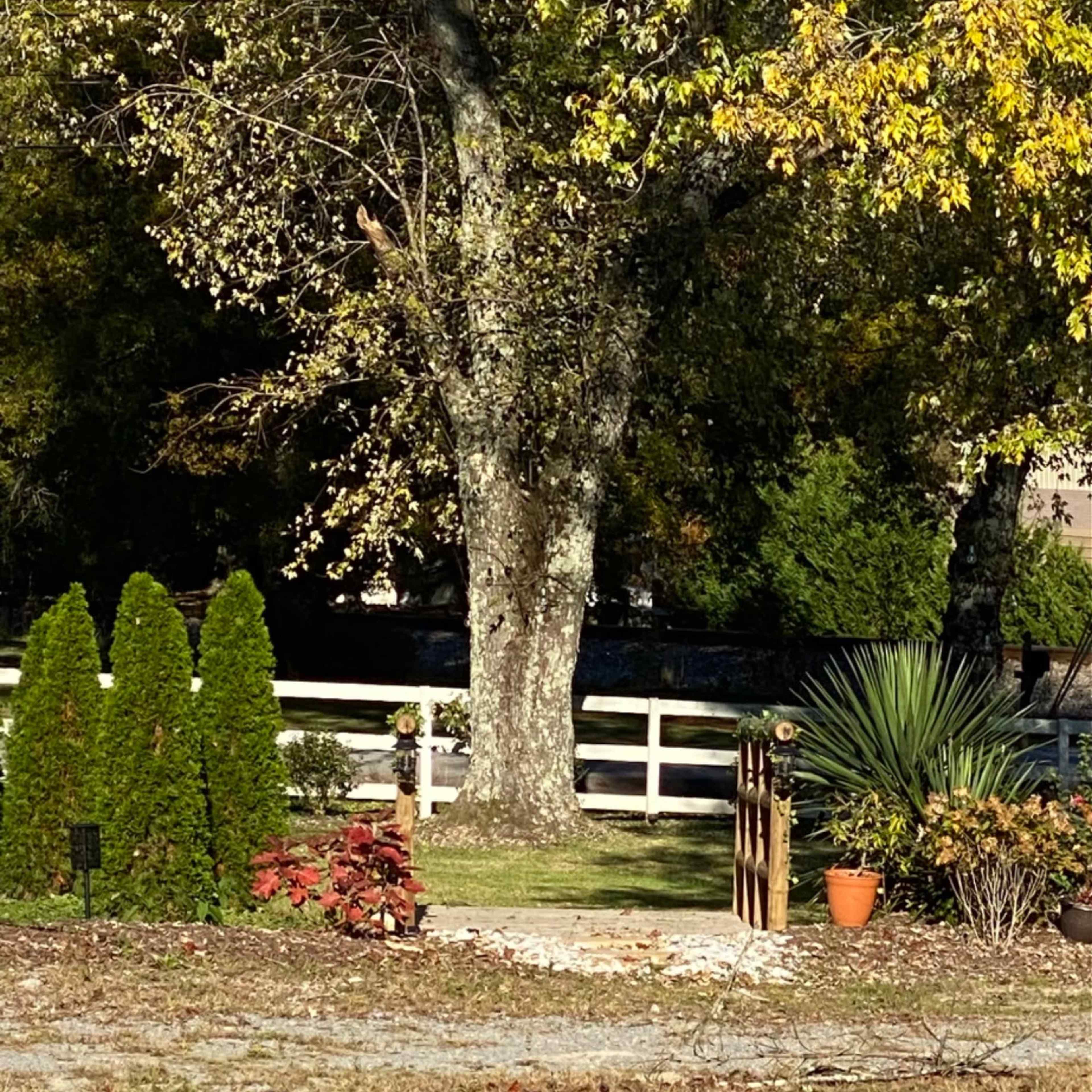 A large tree stands in a yard surrounded by neatly arranged shrubs, a paved pathway, and decorative pots.