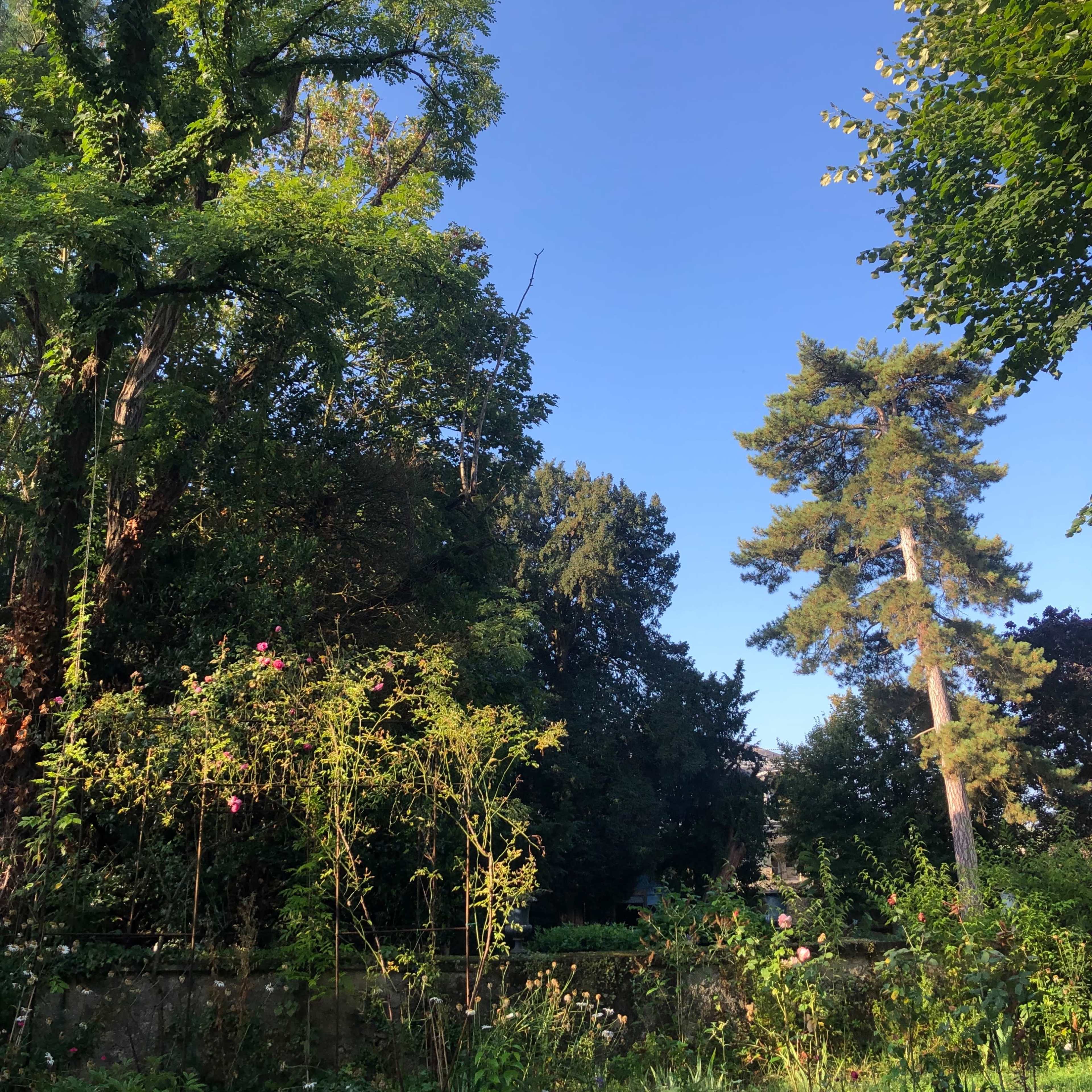 A garden with various trees and plants under a clear blue sky.