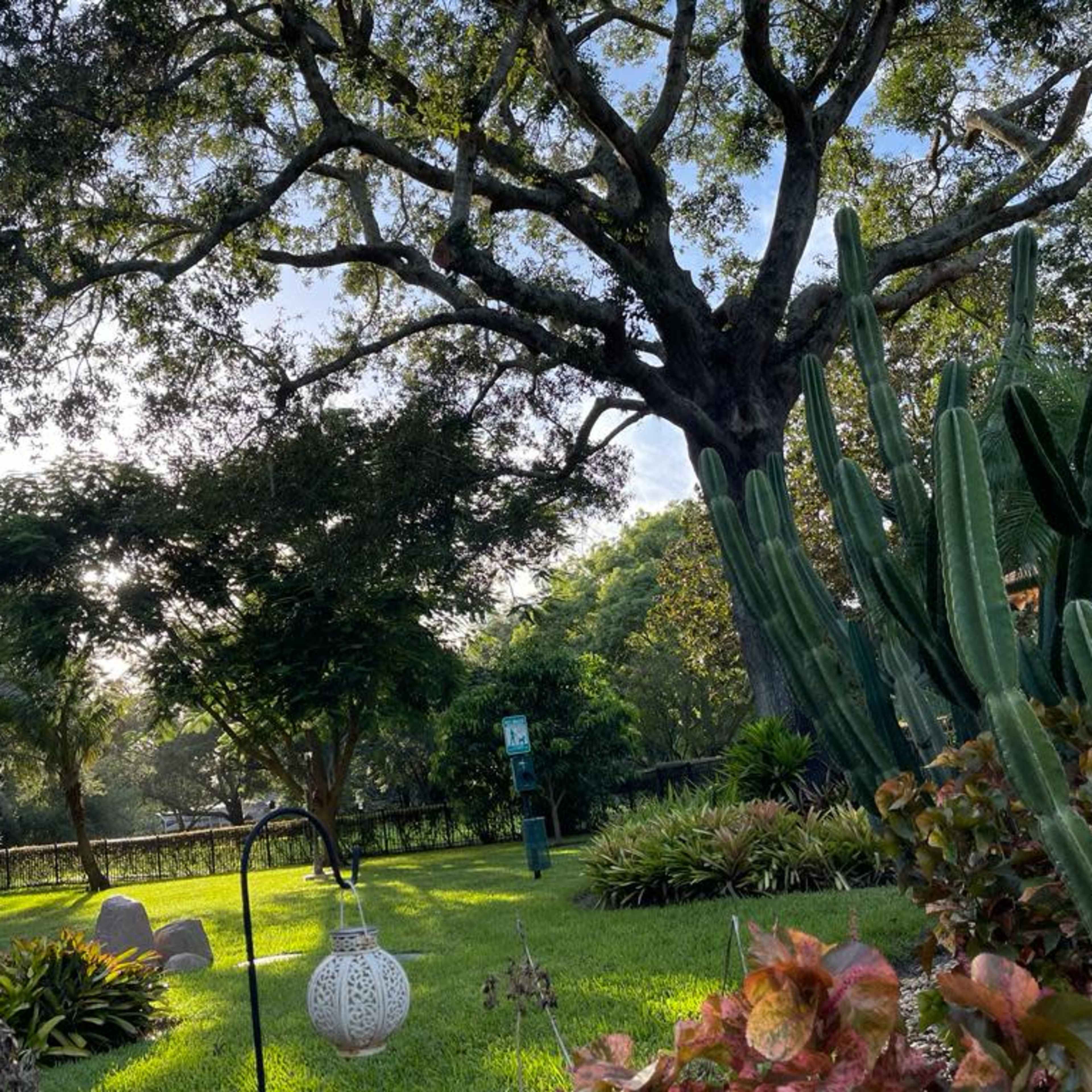 A lush green garden with various plants, including cacti and ornamental foliage, under a large tree.