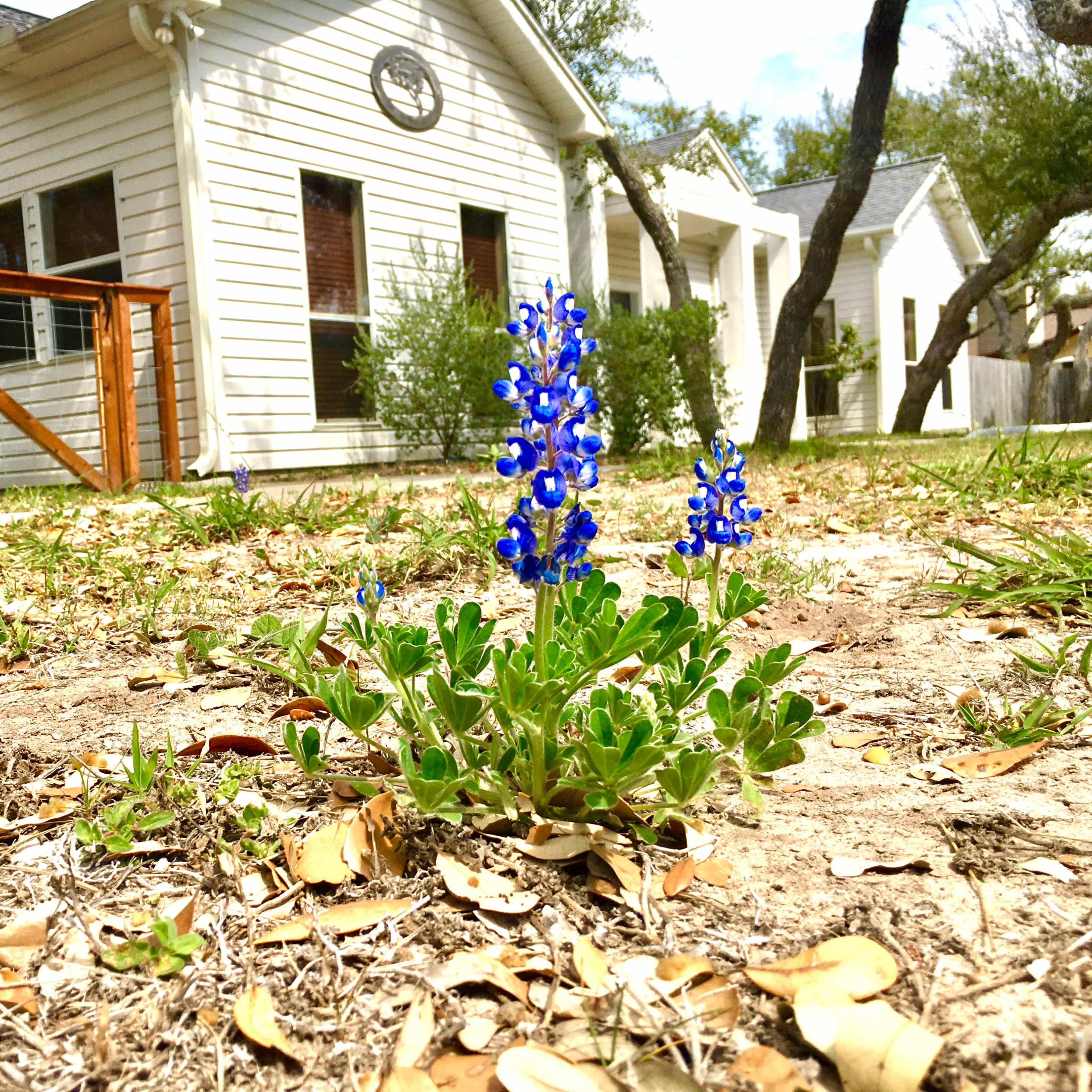 A cluster of bluebonnet flowers grows in the foreground of a single-story house with a white exterior.