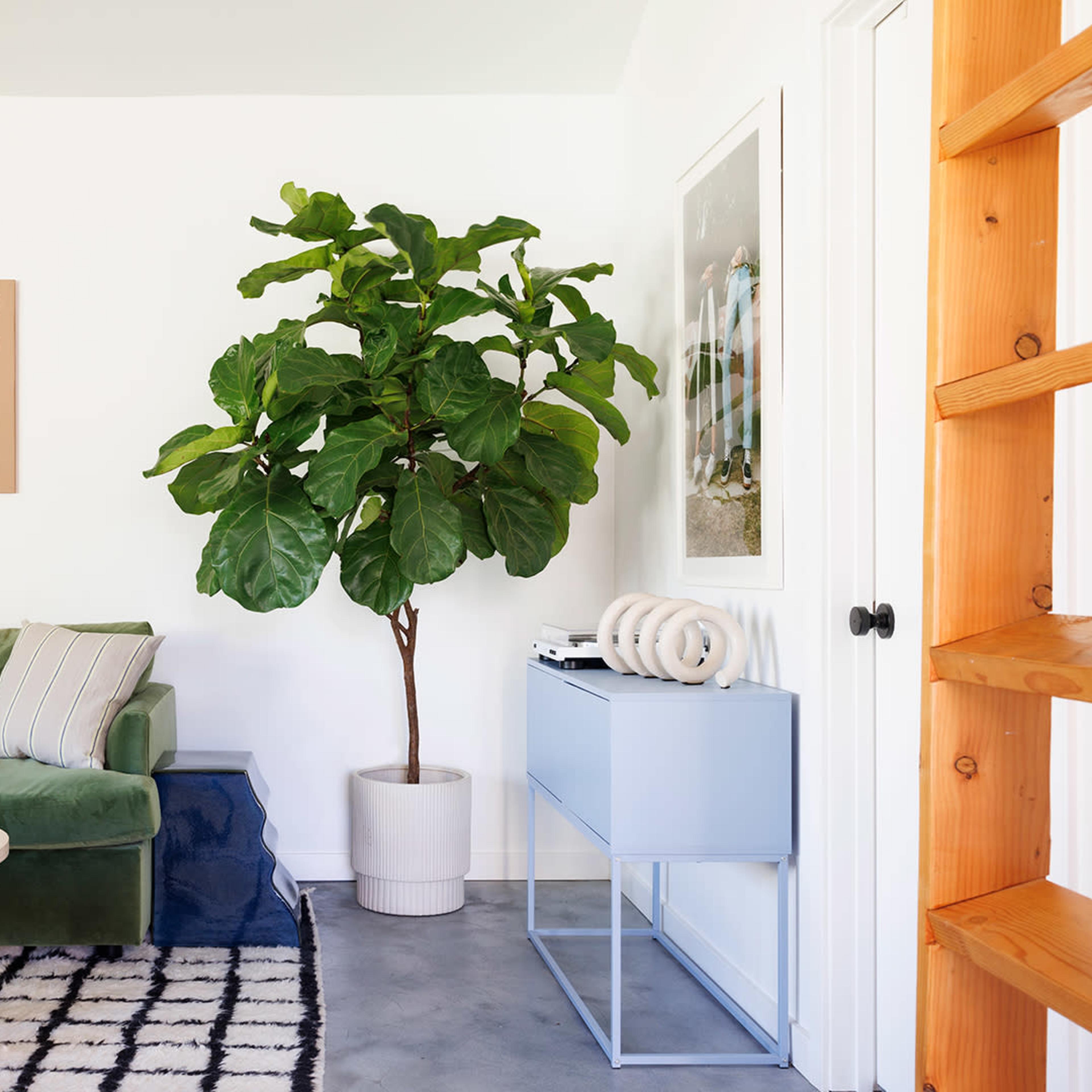 A modern living room with a green sofa, a round coffee table, and a large fiddle leaf fig tree in a planter, complemented by artwork on the walls and a patterned rug.