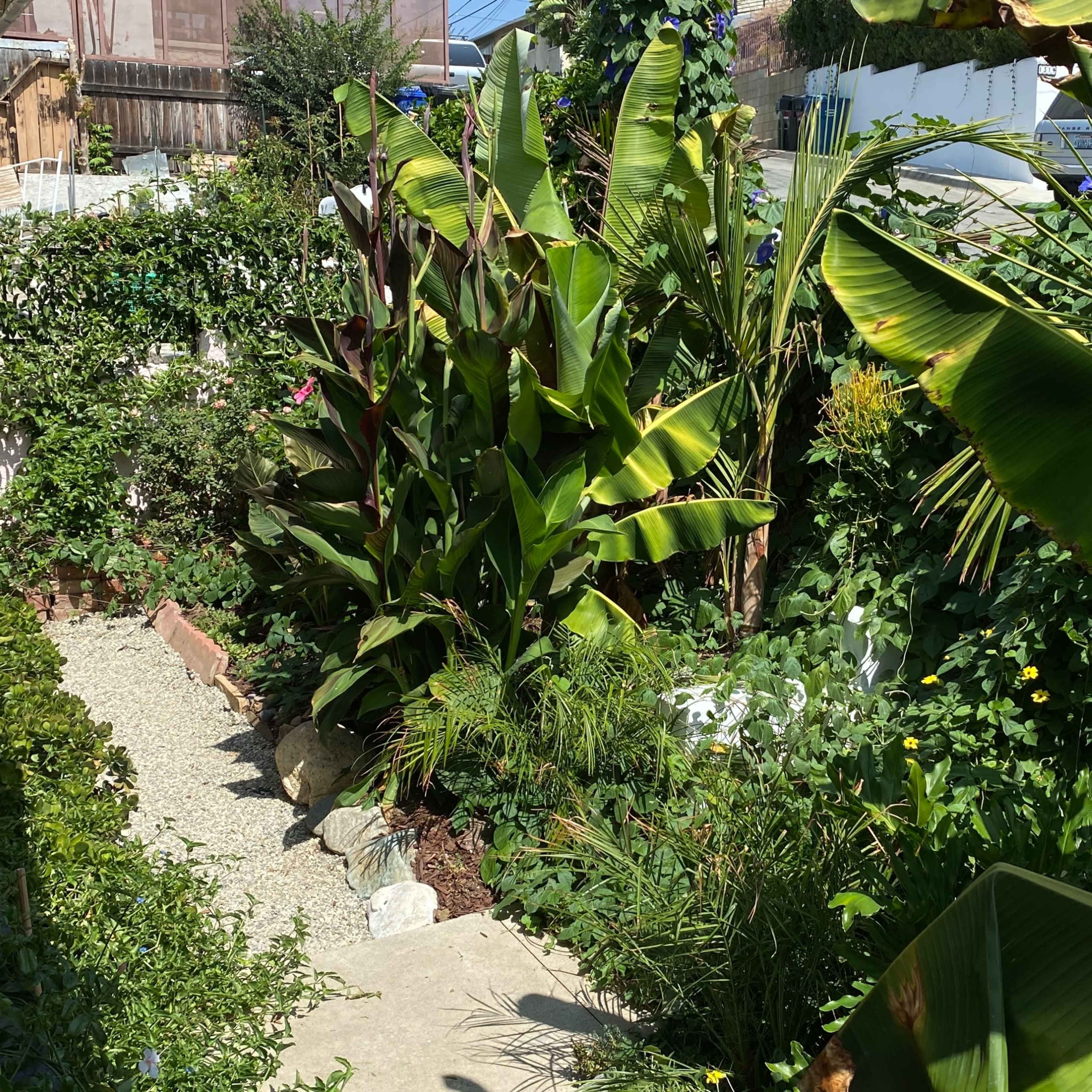 A lush garden pathway lined with banana plants and various greenery.